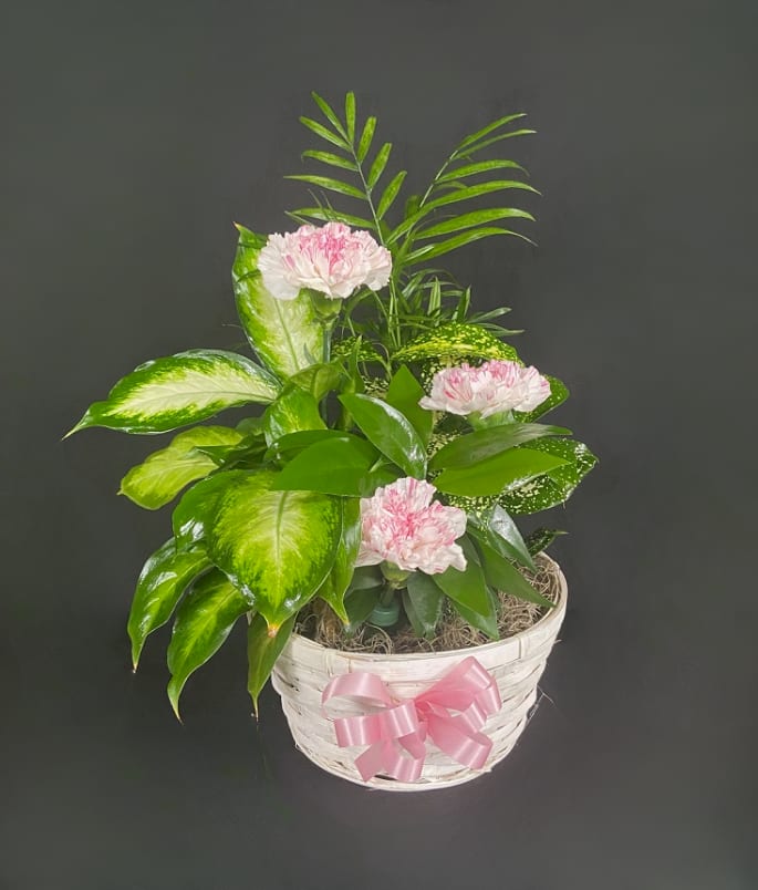 Green houseplant garden with pink carnations in a white basket with a pink bow.