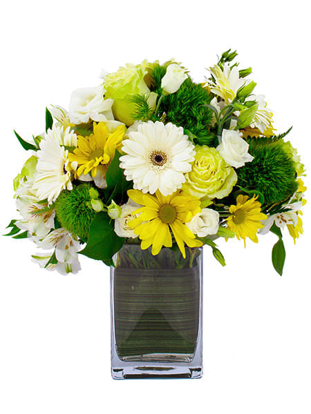 Compact yellow and white daisy arrangement in a clear rectangular glass vase