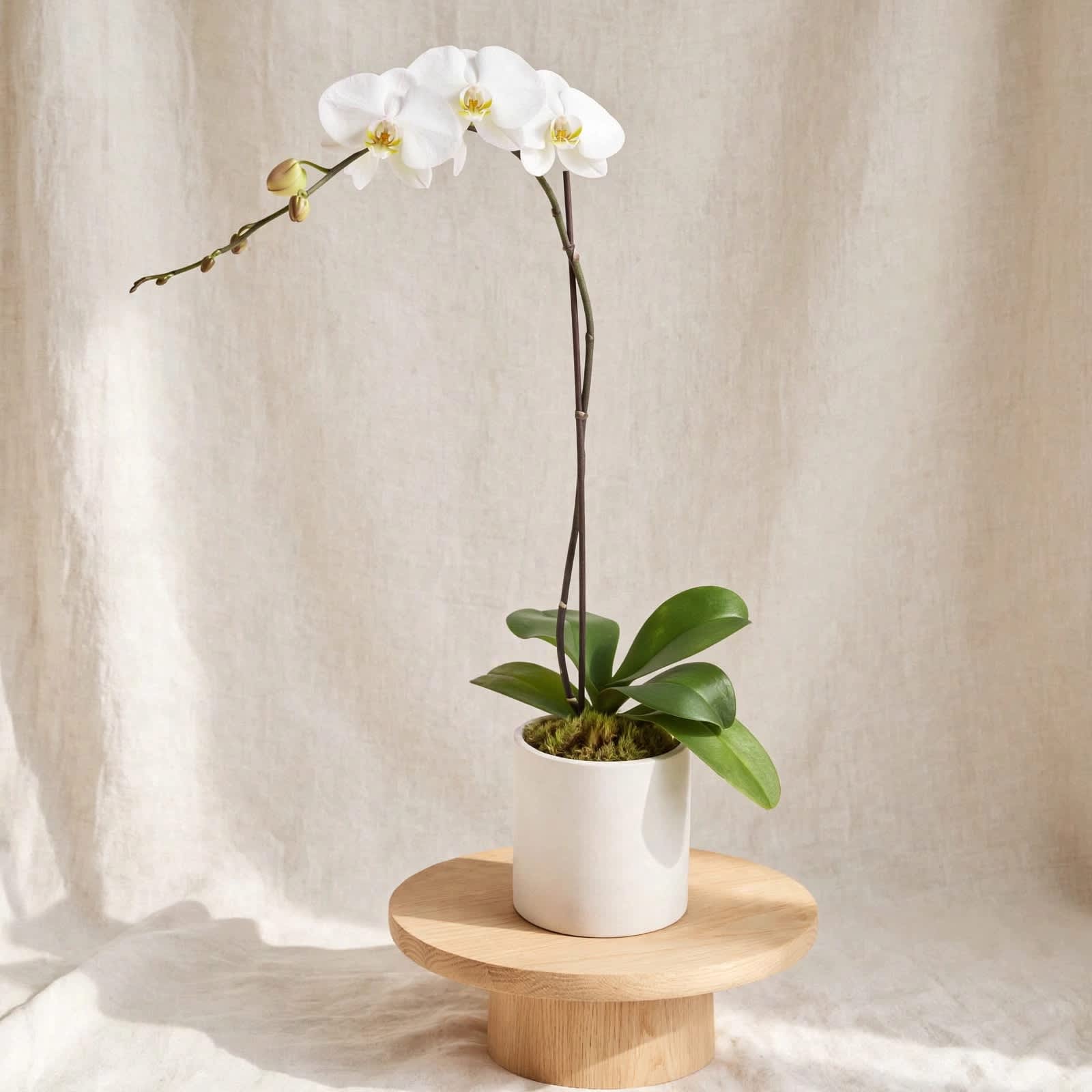 White orchid plant in a white pot on a wooden stand