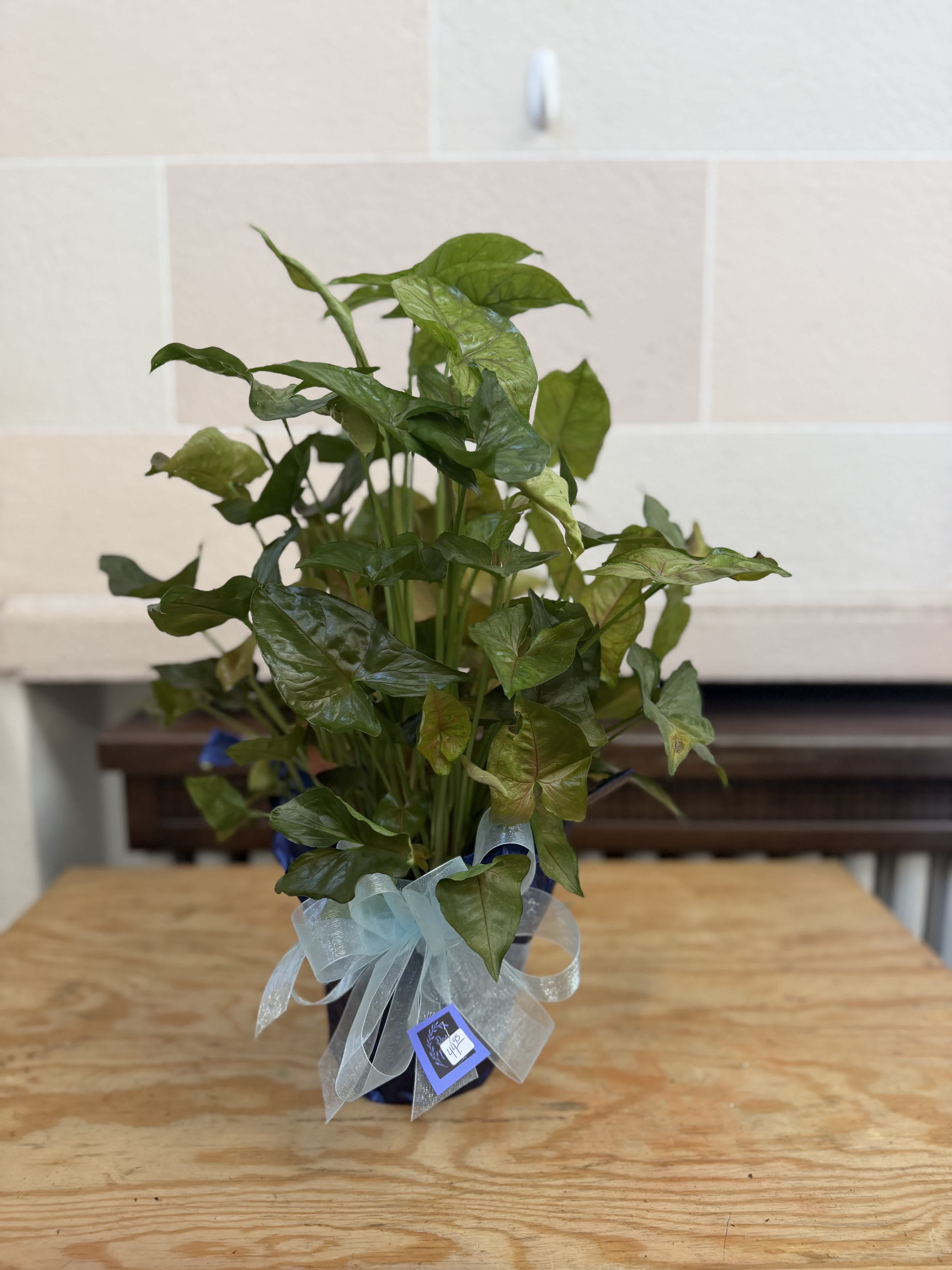 Potted green houseplant with arrow-shaped leaves and a ribbon bow