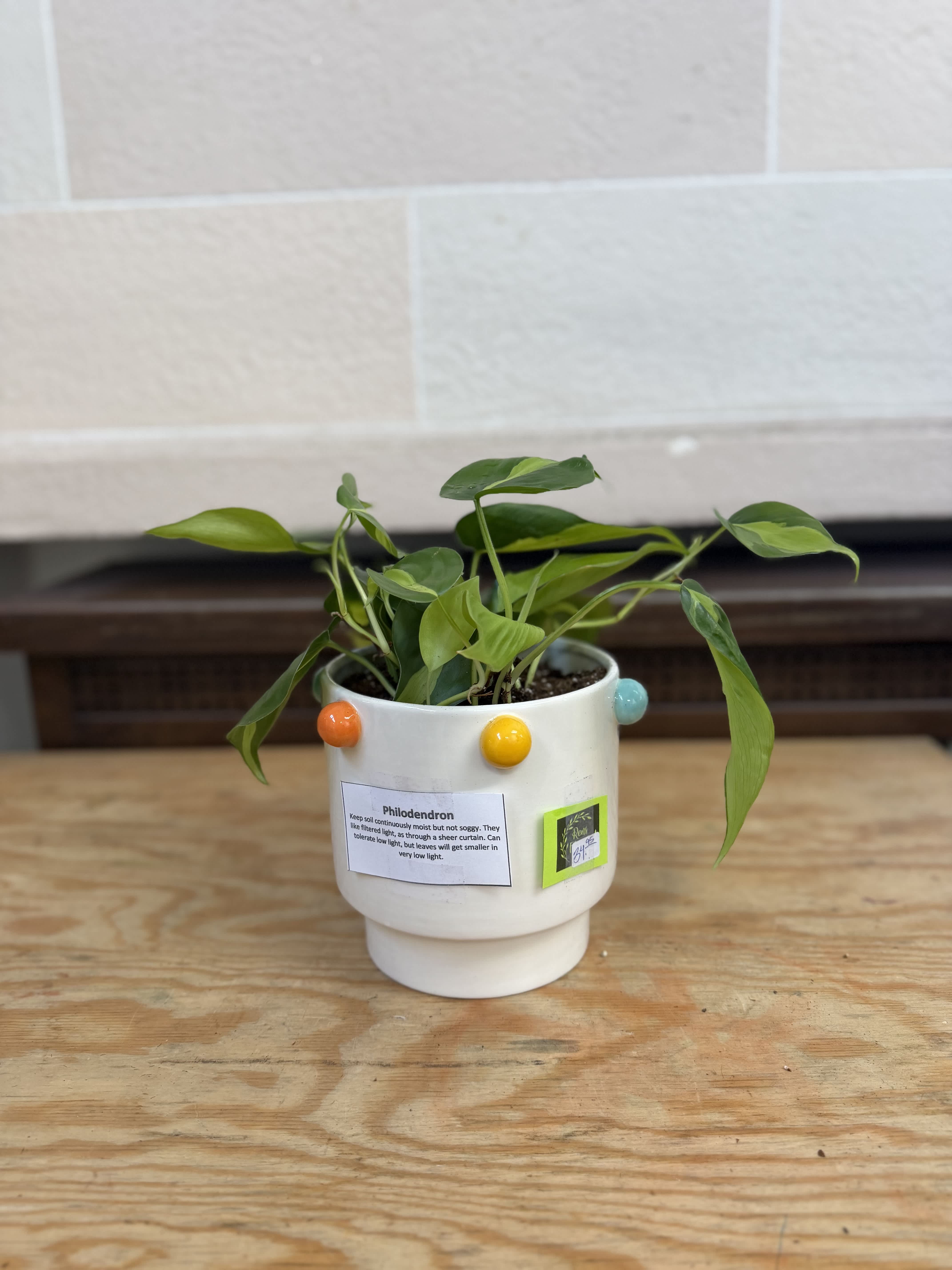 Small potted philodendron in a white ceramic pot with colorful dots