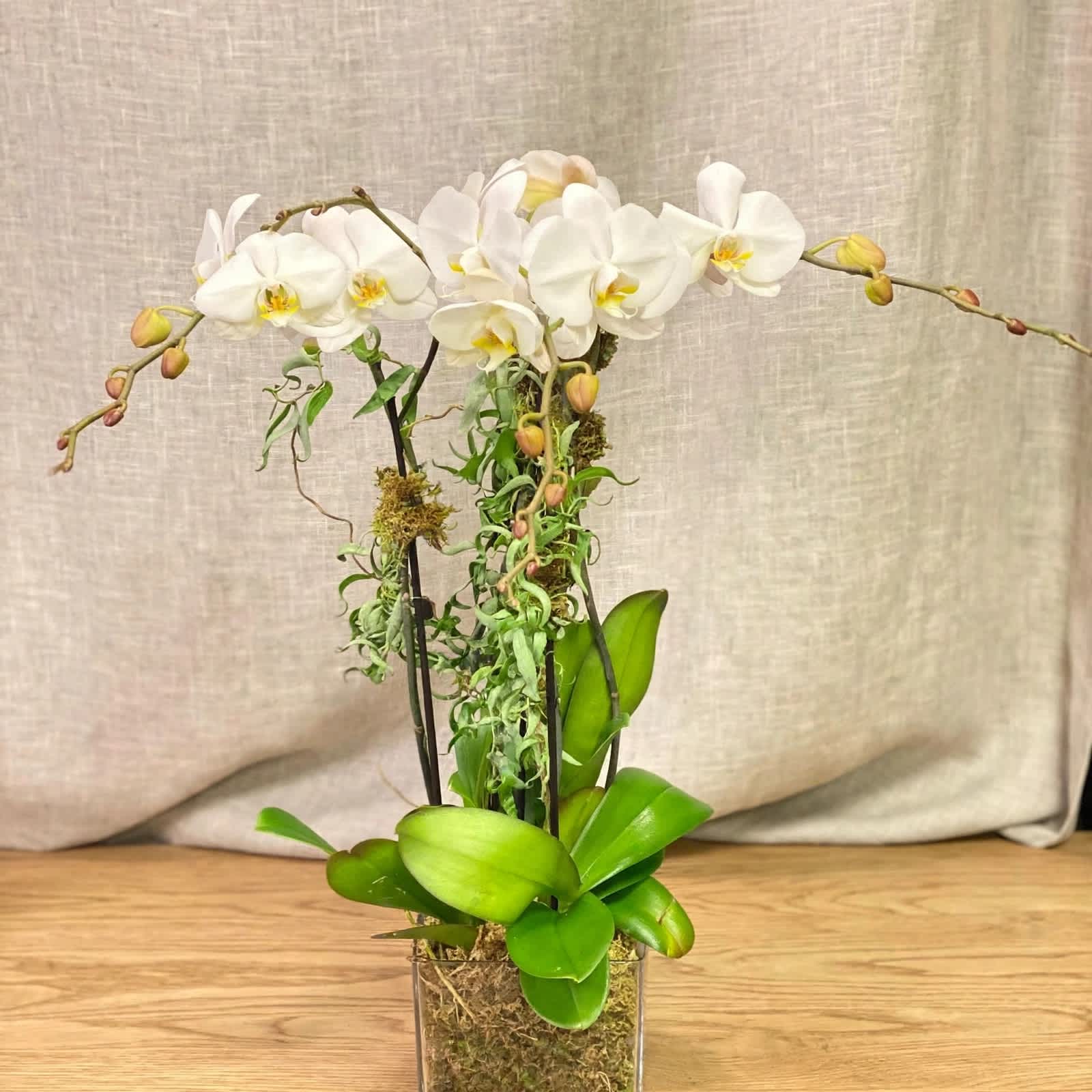 White orchid arrangement in a clear square vase with moss