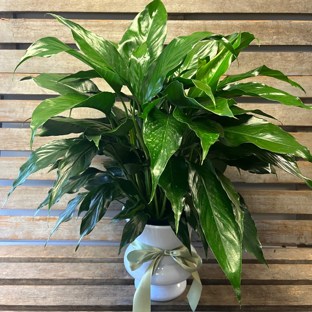 Lush green potted plant in a white vase with a ribbon bow