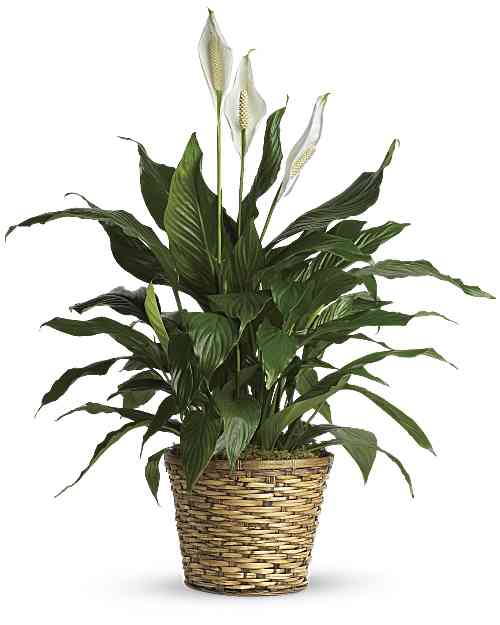 Simply Elegant Spathiphyllum (Peace Lily) - Medium - Known for its indoor beauty and ability to clear the air of contaminants, this brilliant green plant with dazzling white blossoms makes a perfect gift for almost any occasion. low-maintenance. High quality. Bet you never knew delivering elegance could be this simple.  Commonly known as the Spath or Peace Lily, this medium potted plant comes in an 8" woven wicker basket. It's a great medium for delivering vitality.  Approximately 35"H x 31"W