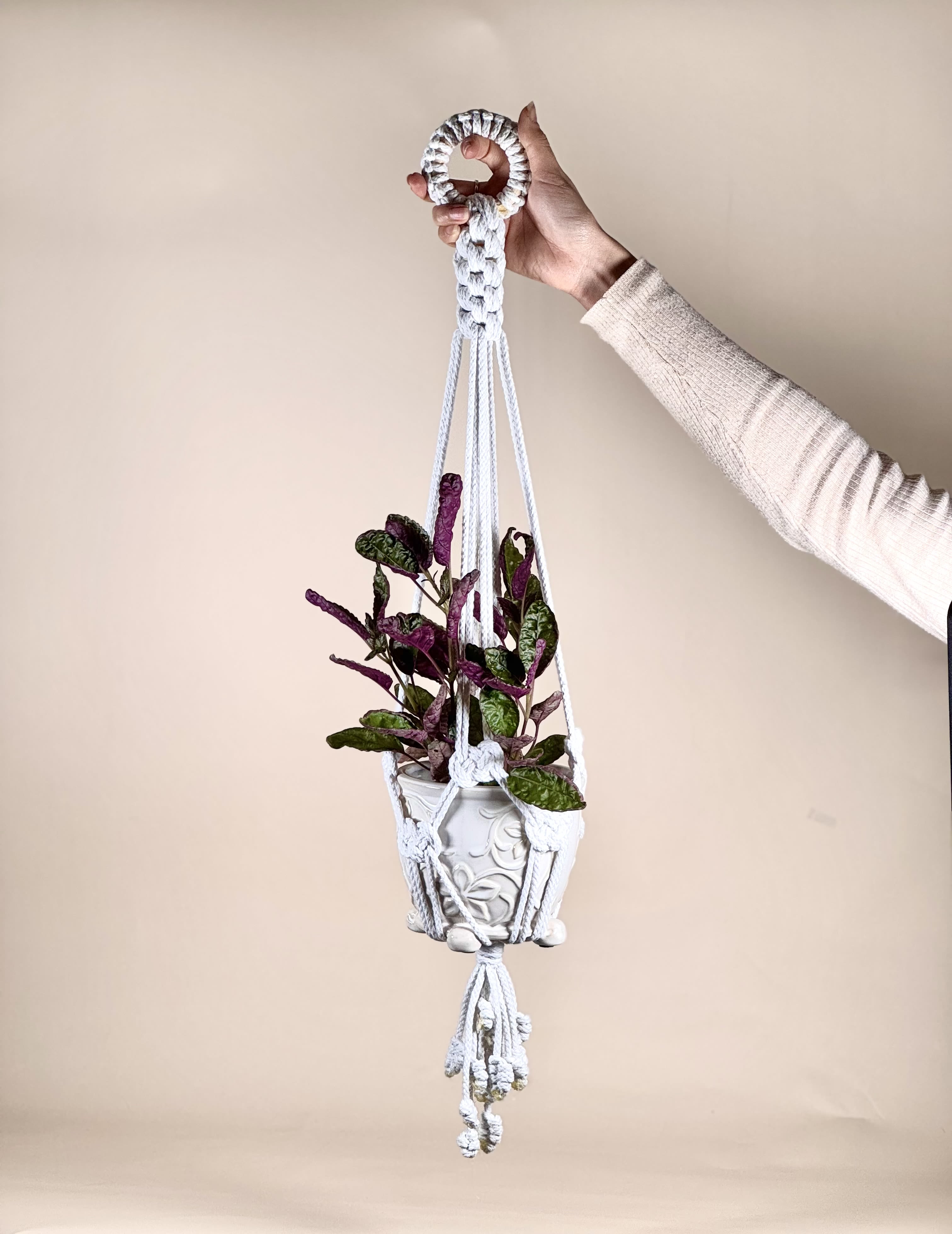 Hanging potted plant in a white macrame hanger