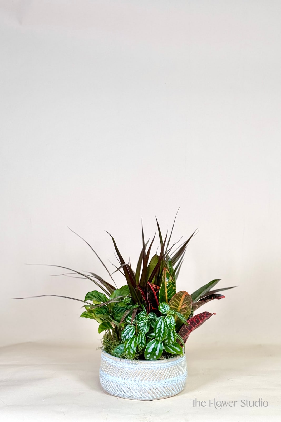 Dish garden of assorted foliage plants in a low white textured pot