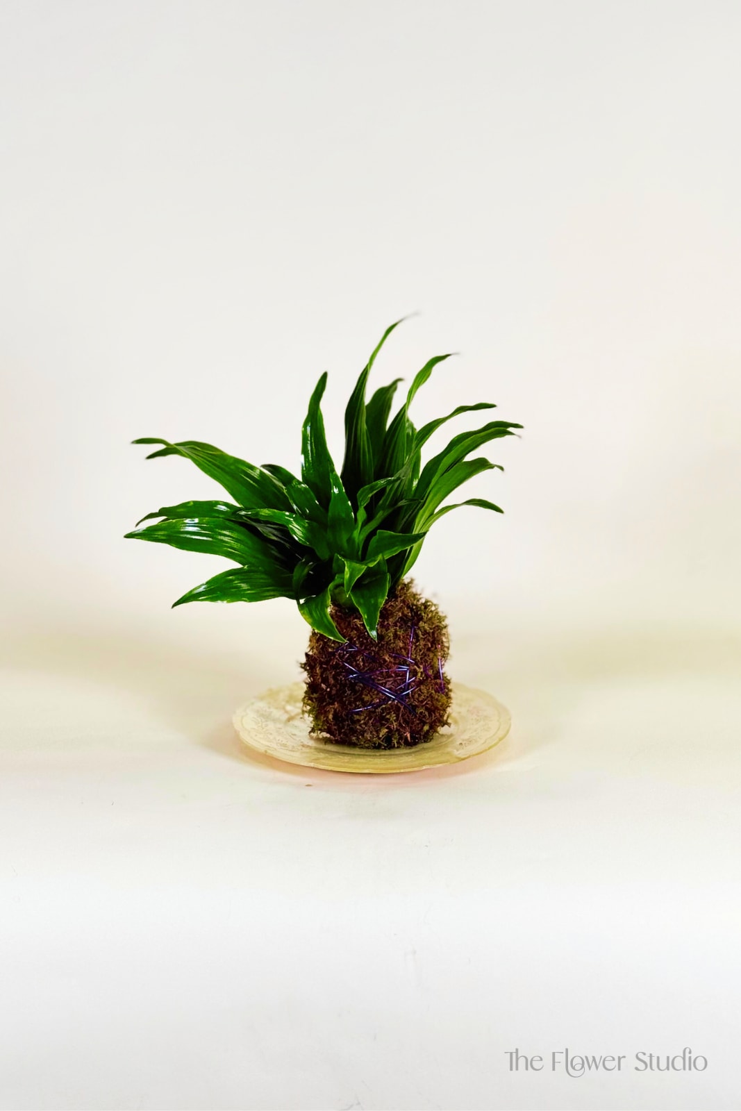 Potted green plant on a decorative plate
