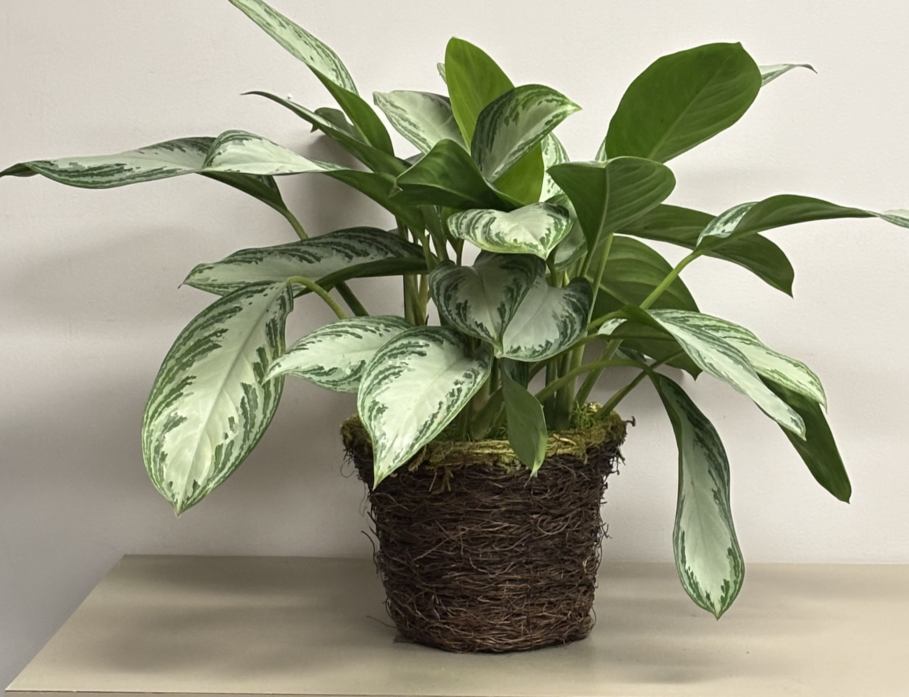 Variegated green houseplant in a rustic woven pot on a light surface