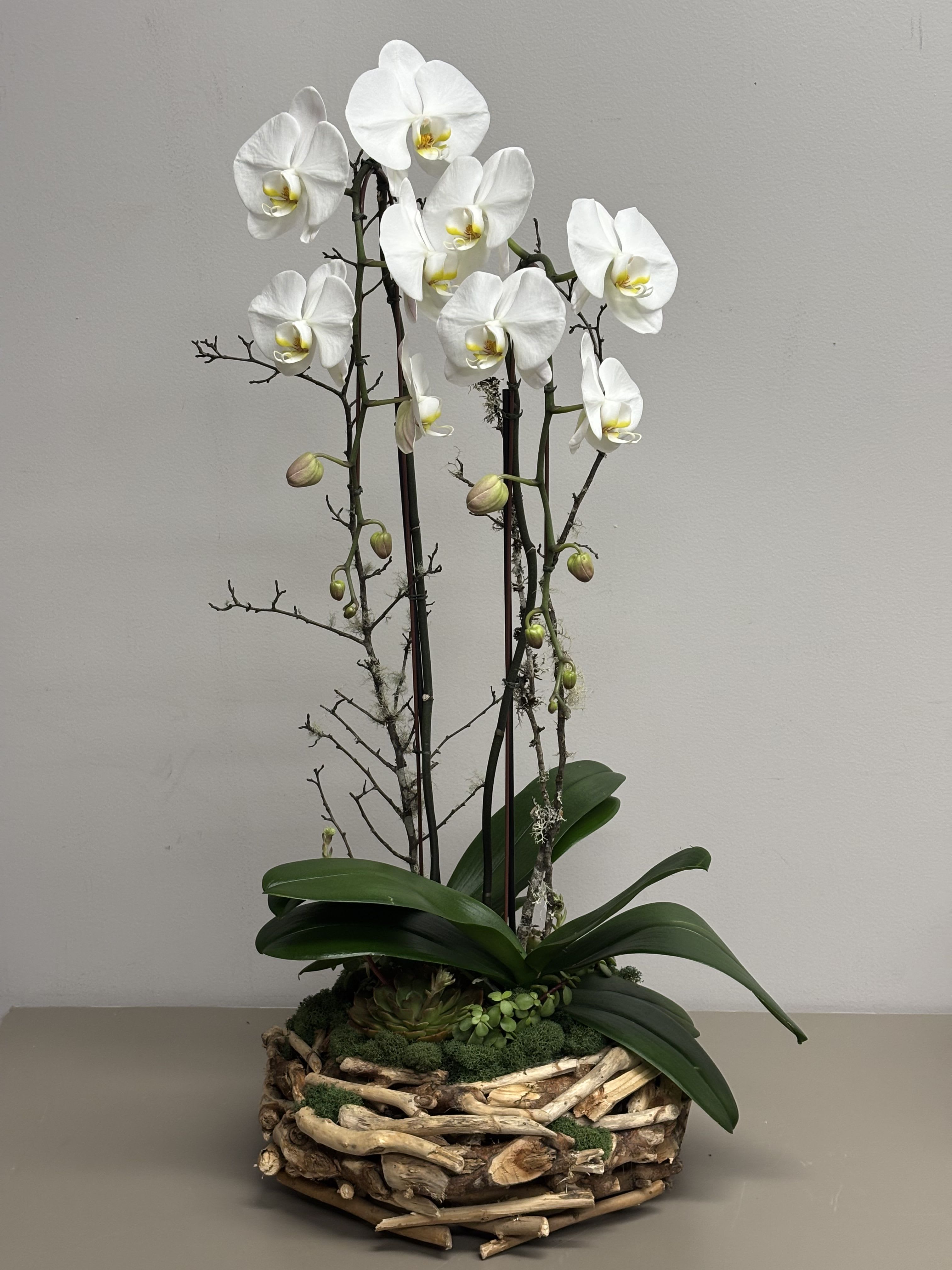 Potted white phalaenopsis orchids with buds in a low round driftwood basket