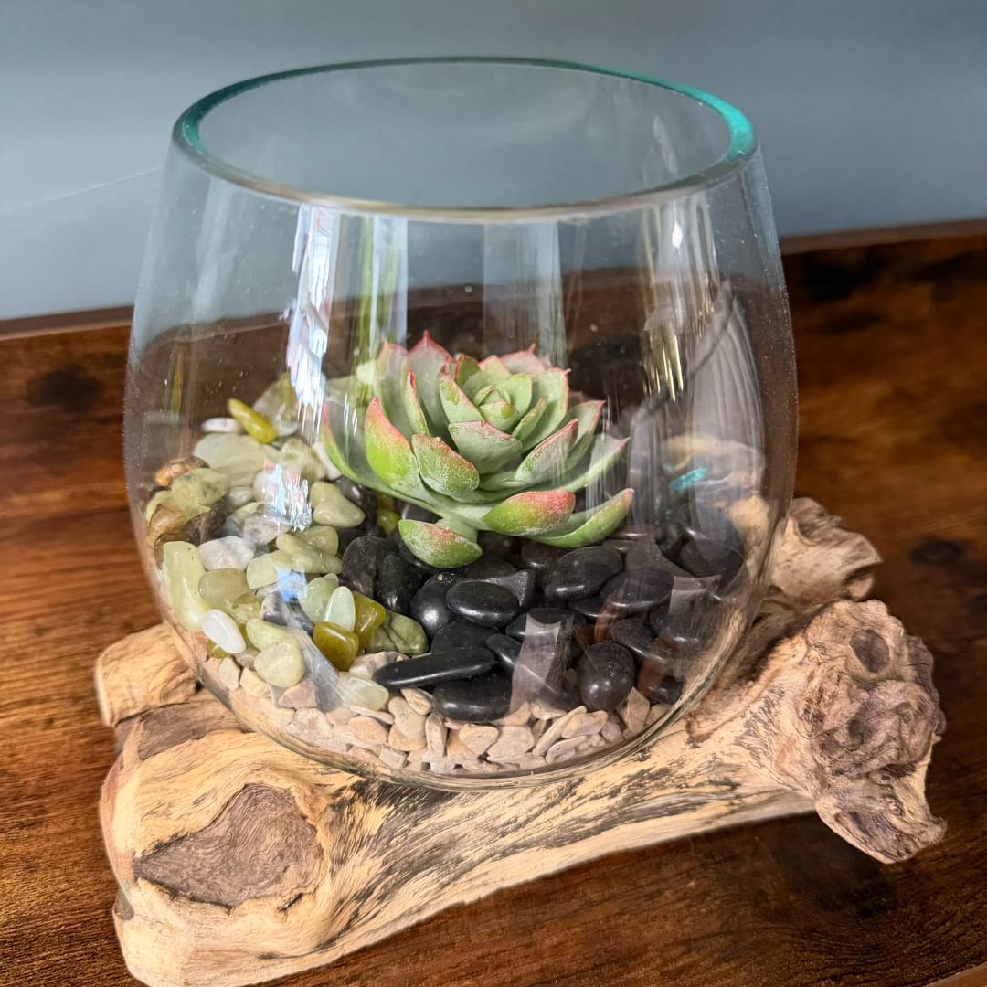 Succulent in a glass bowl on a driftwood base with decorative stones