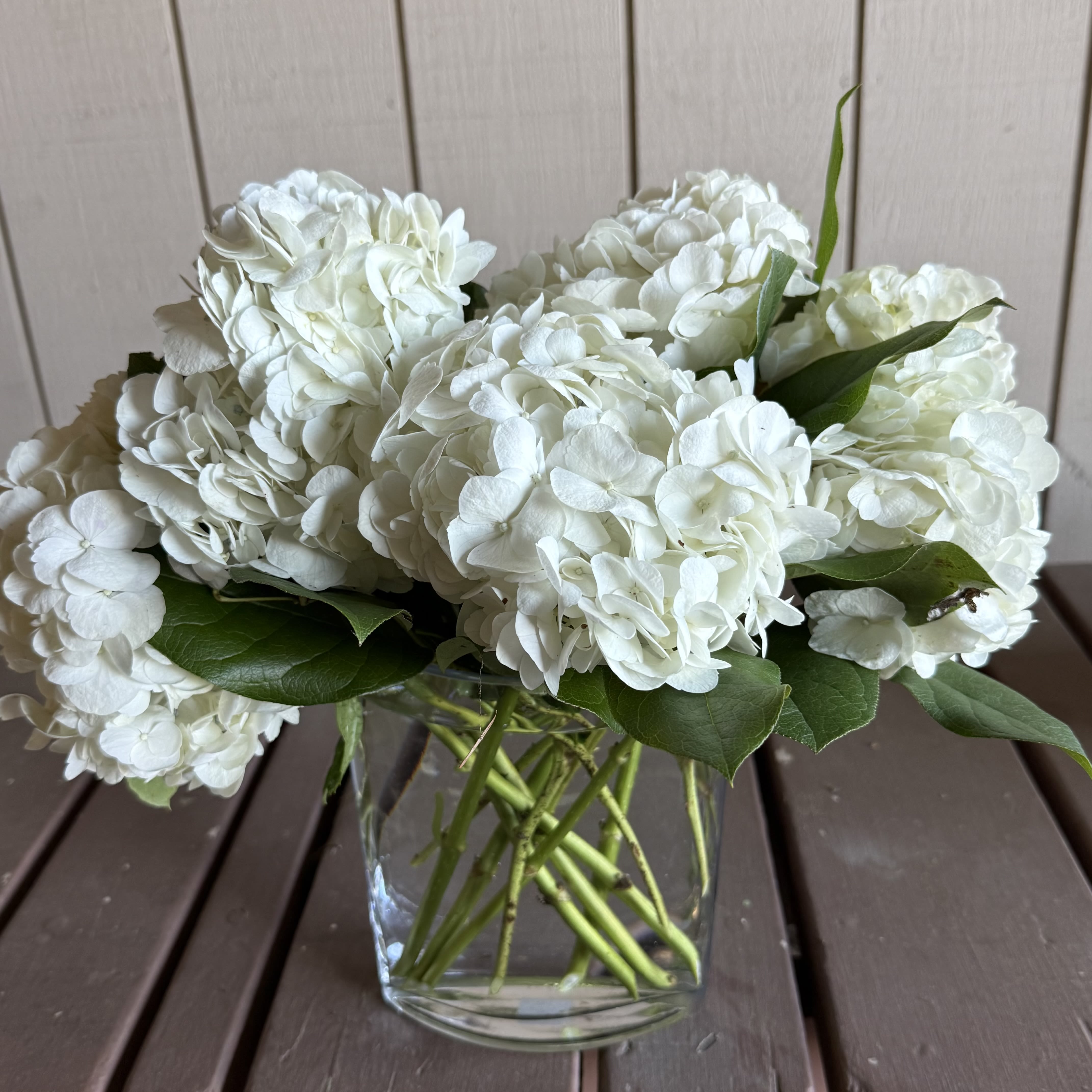 Classic White Hydrangeas  - Beautiful lush hydrangeas arranged in a modern oval vase