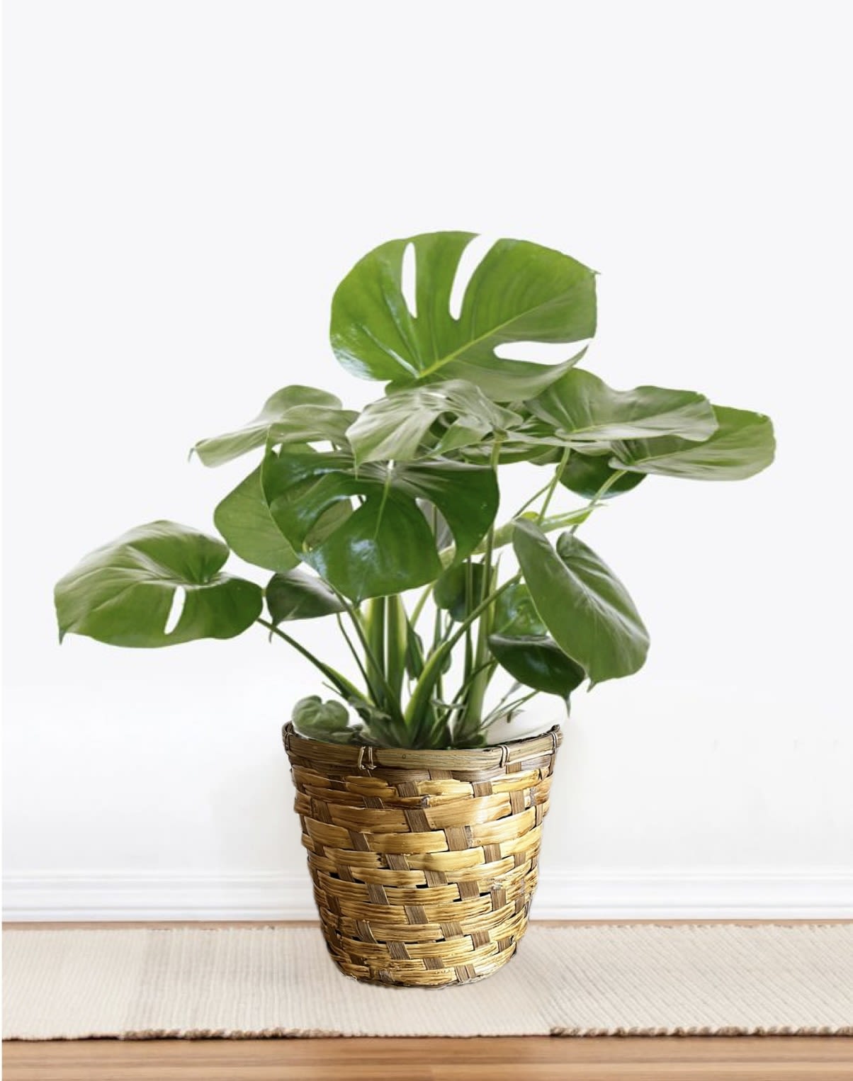 8" Monstera Plant - A lush, compact Monstera plant makes a thoughtful gift for birthdays, to say thank you, or when you're thinking of someone-its bold, glossy split leaves read as both modern decor and a living gesture of care. The 8" Monstera is presented upright and tidy, an ideal sympathy or funeral offering that quietly brings green comfort without overstating the moment.  This 8" plant features richly green, leathery leaves with a few lighter new leaves sprouting in for contrast. It arrives planted in a woven basket planter, giving the piece a casual, homey look that fits a variety of interiors from contemporary to cozy. The texture of the basket pairs with the smooth foliage to create a calm, natural centerpiece for a table, shelf, or bedside.  Perfect for the person who appreciates low-maintenance greenery, this Monstera conveys steady, long-lasting thoughtfulness-whether marking a birthday, offering thanks, or honoring someone in sympathy. Size and simple care make it easy to place: keep bright, indirect light and moderate watering to maintain those glossy leaves and ensure the plant continues to thrive.
