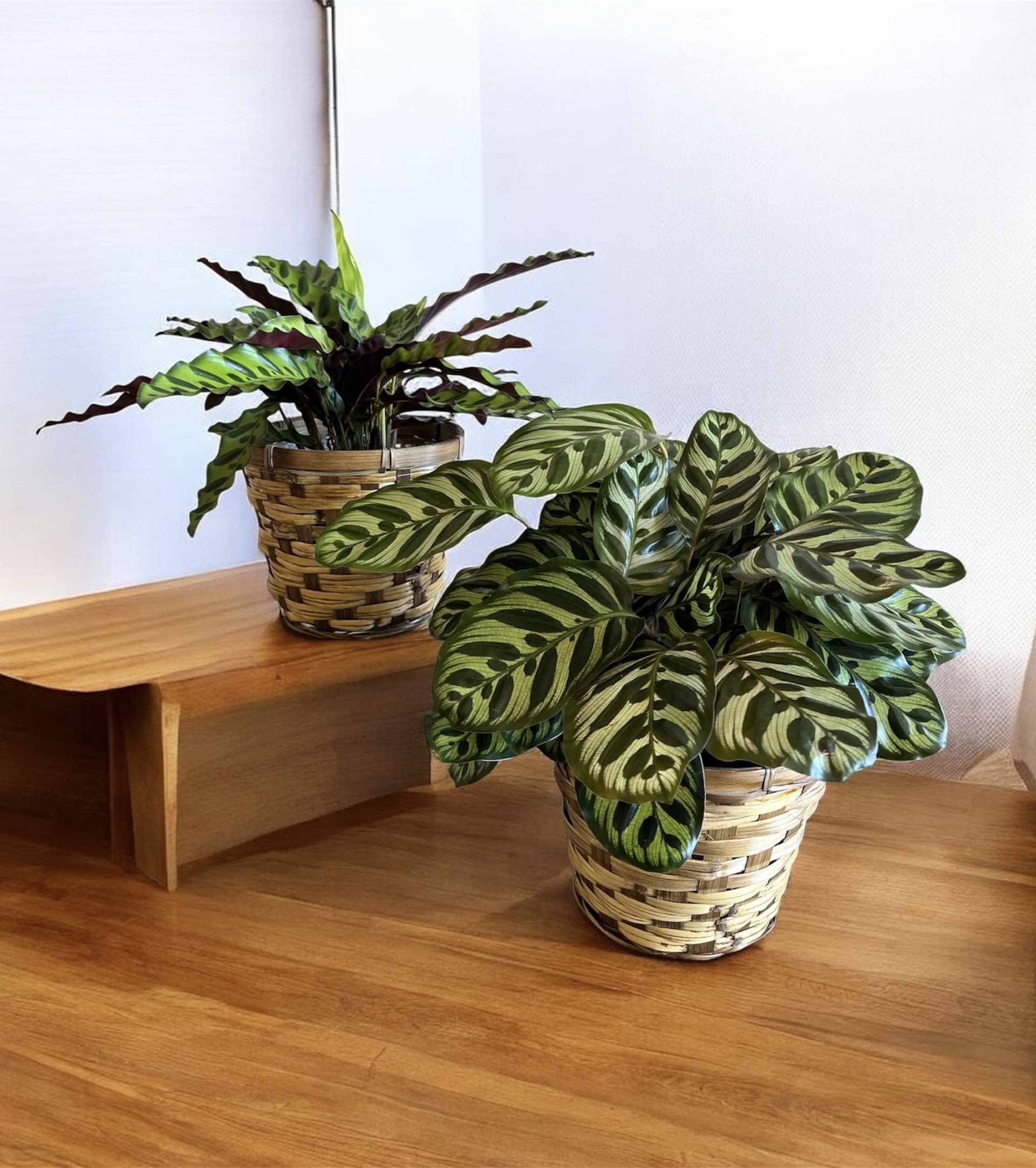 6" Calathea Plant - Boldly patterned leaves make this 6" Calathea a fresh, living gift that brightens a bedside, entry table, or office-ideal as a housewarming or thinking-of-you present. The expressive banding of light and dark green on the broad oval leaves is immediately striking, so the person you're sending it to will feel noticed and cared for whether it's a birthday, get-well gesture, or a just-because surprise. There are many varieties of beautiful Calatheas available and rest assured we will pick the best looking one for you.  Each plant arrives in a woven basket-style planter that lends a natural, contemporary look against a wooden tabletop-perfect for a sympathy or funeral home display that still feels gentle and uplifting. Sized in 6" pots, these low-maintenance houseplants are easy to place and enjoy; simply keep them in bright, indirect light and water when the top inch of soil is dry to keep the foliage vivid and healthy.