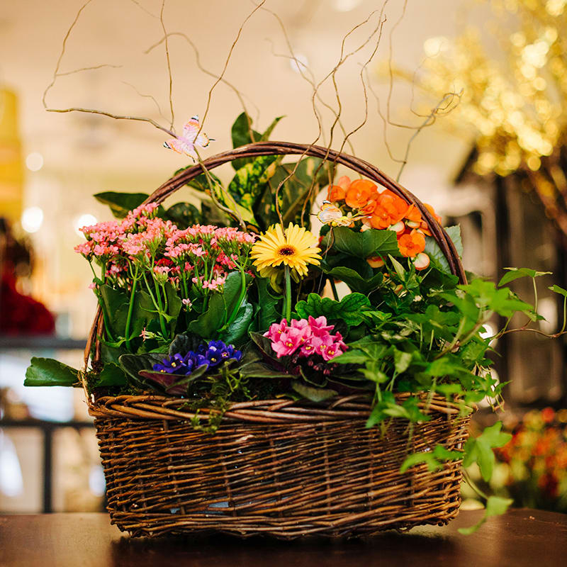 Basket garden of mixed blooming plants in pink, orange, yellow, and purple in a wicker handled basket.