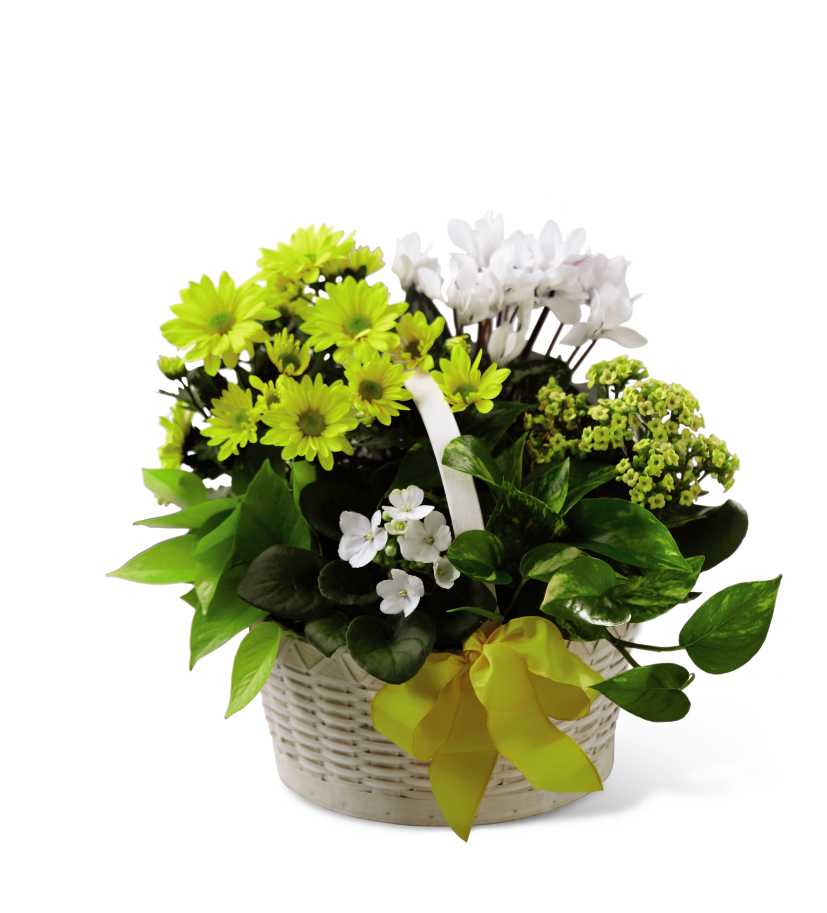 The FTD A Bit of Sunshine Basket - The FTD A Bit of Sunshine Basket is a bright and sunny way to send your warmest wishes! A yellow chrysanthemum plant, yellow kalanchoe plant, white cyclamen plant, white African Violet plant and two additional assorted green plants are beautifully brought together in a whitewash round woodchip basket accented with a yellow wired taffeta ribbon to send your sweetest sentiments as a get well gift, to say thank you, or to wish them a happy birthday. Approx. 13âH x 15âW.