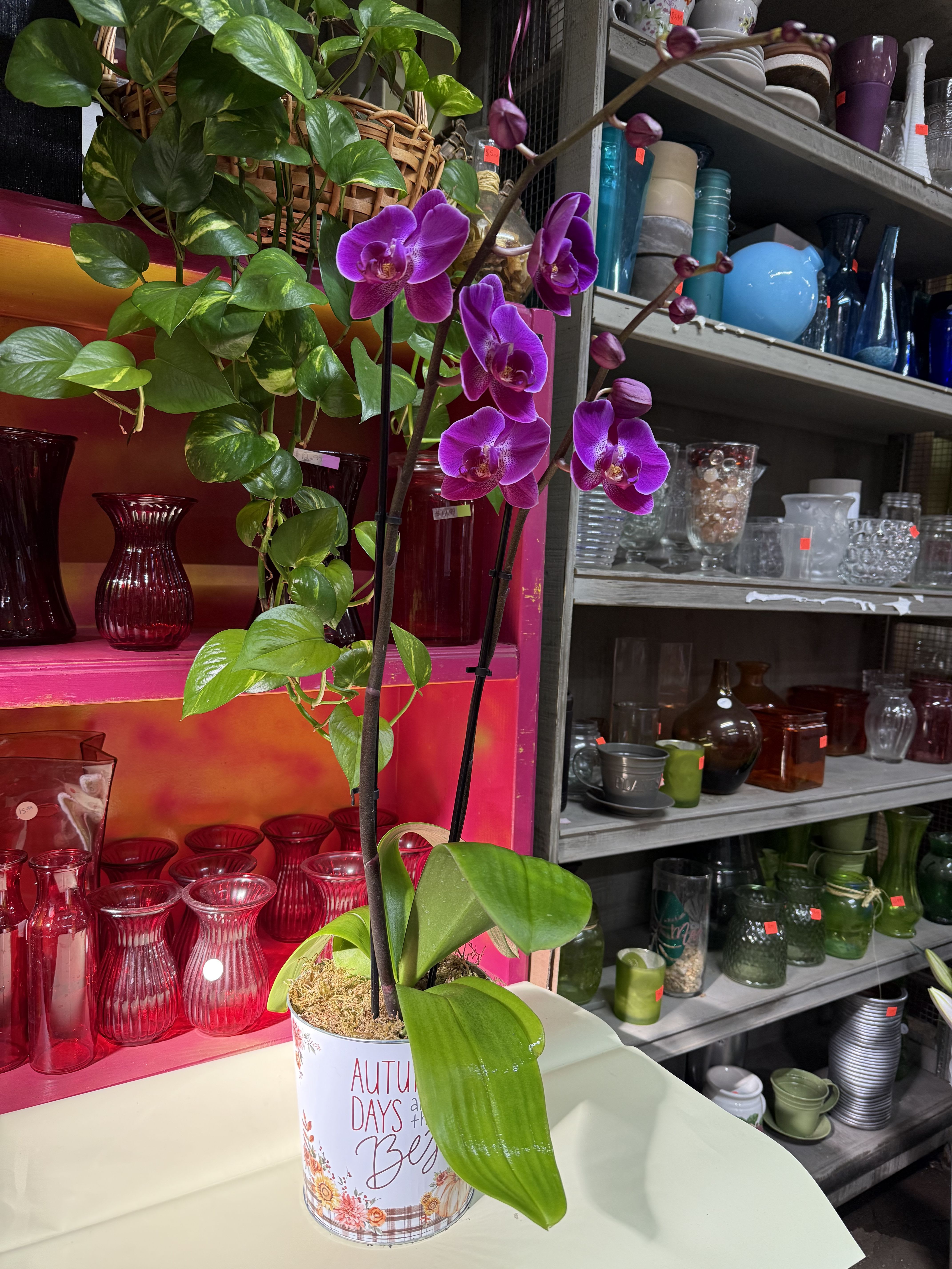 Purple orchid plant in a decorative tin pot on a table