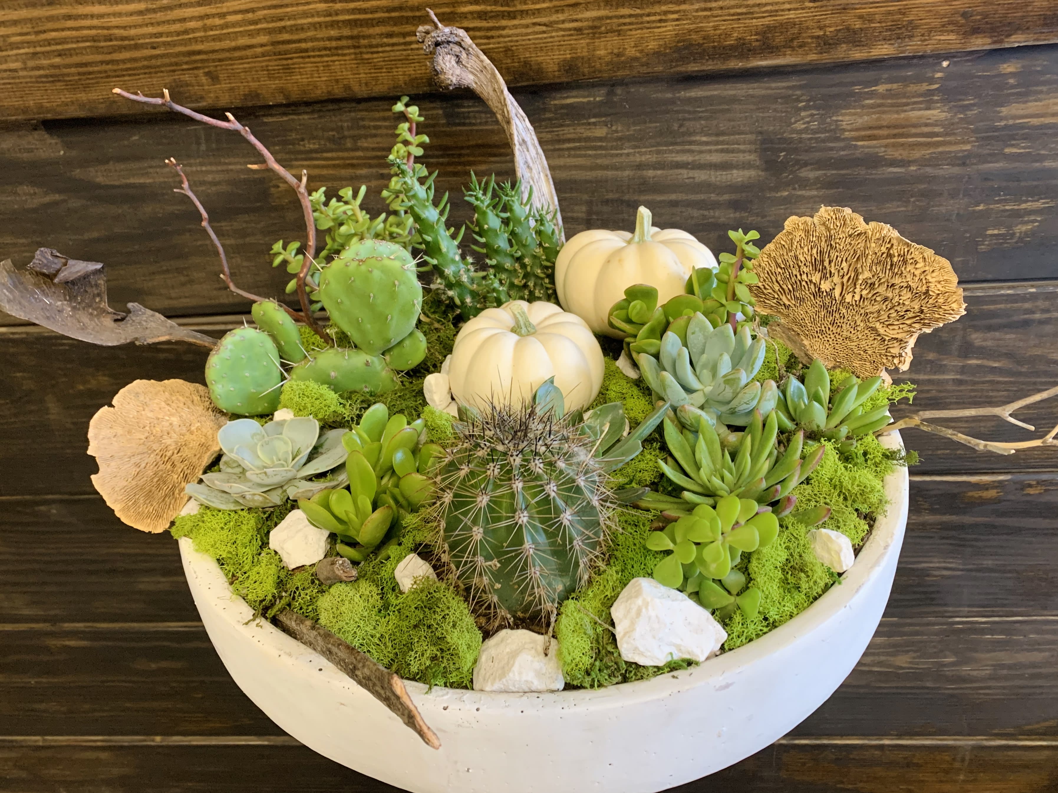 Contemporary succulent and cactus fall Zane bowl  - Beautiful contemporary design with assorted succulents and cactus.   Concrete container, Pumpkin colors, Cacti and succulents may vary depending on availability. Please specify if you would like specific items