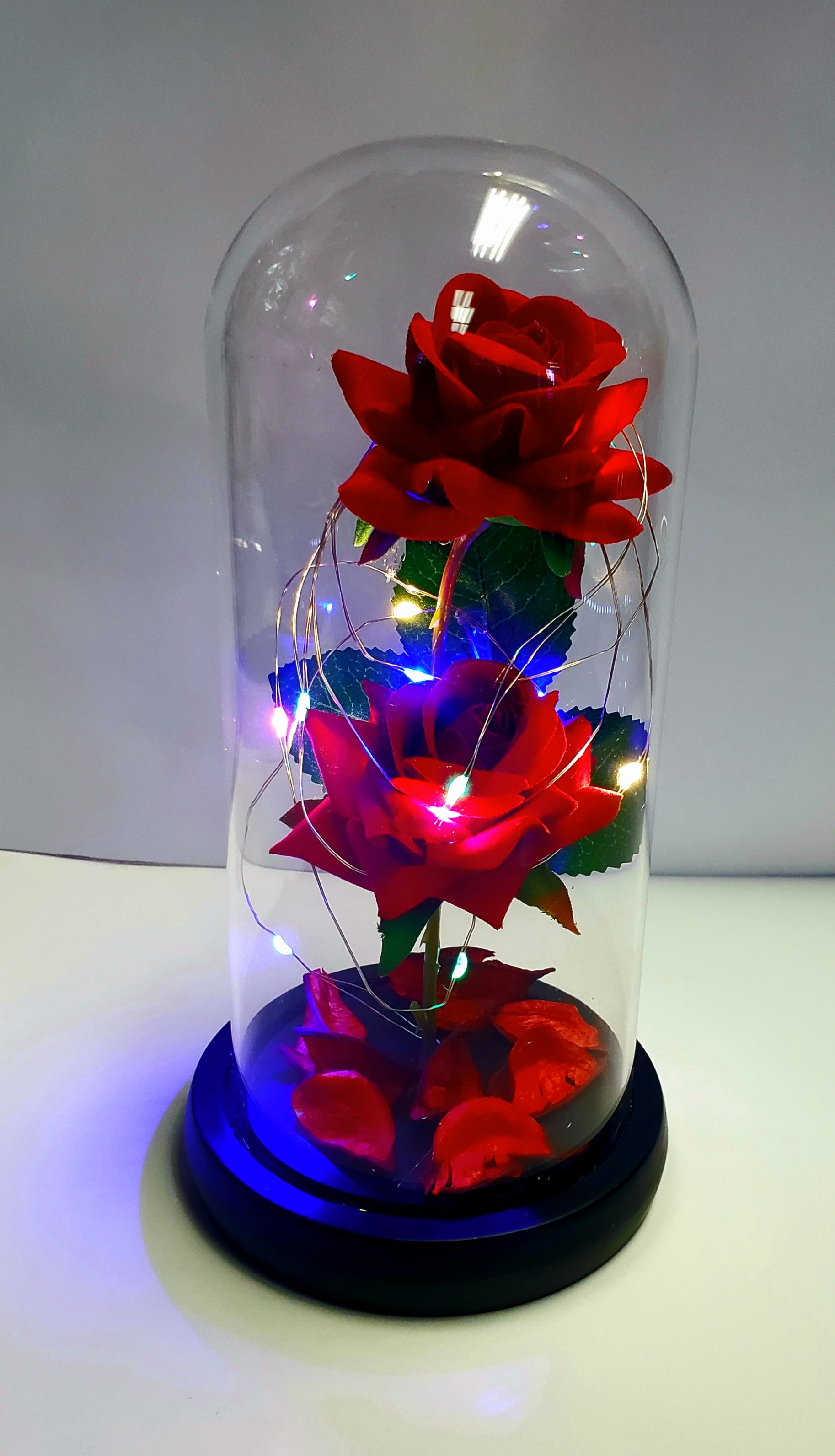 Two red roses under a clear glass dome with string lights