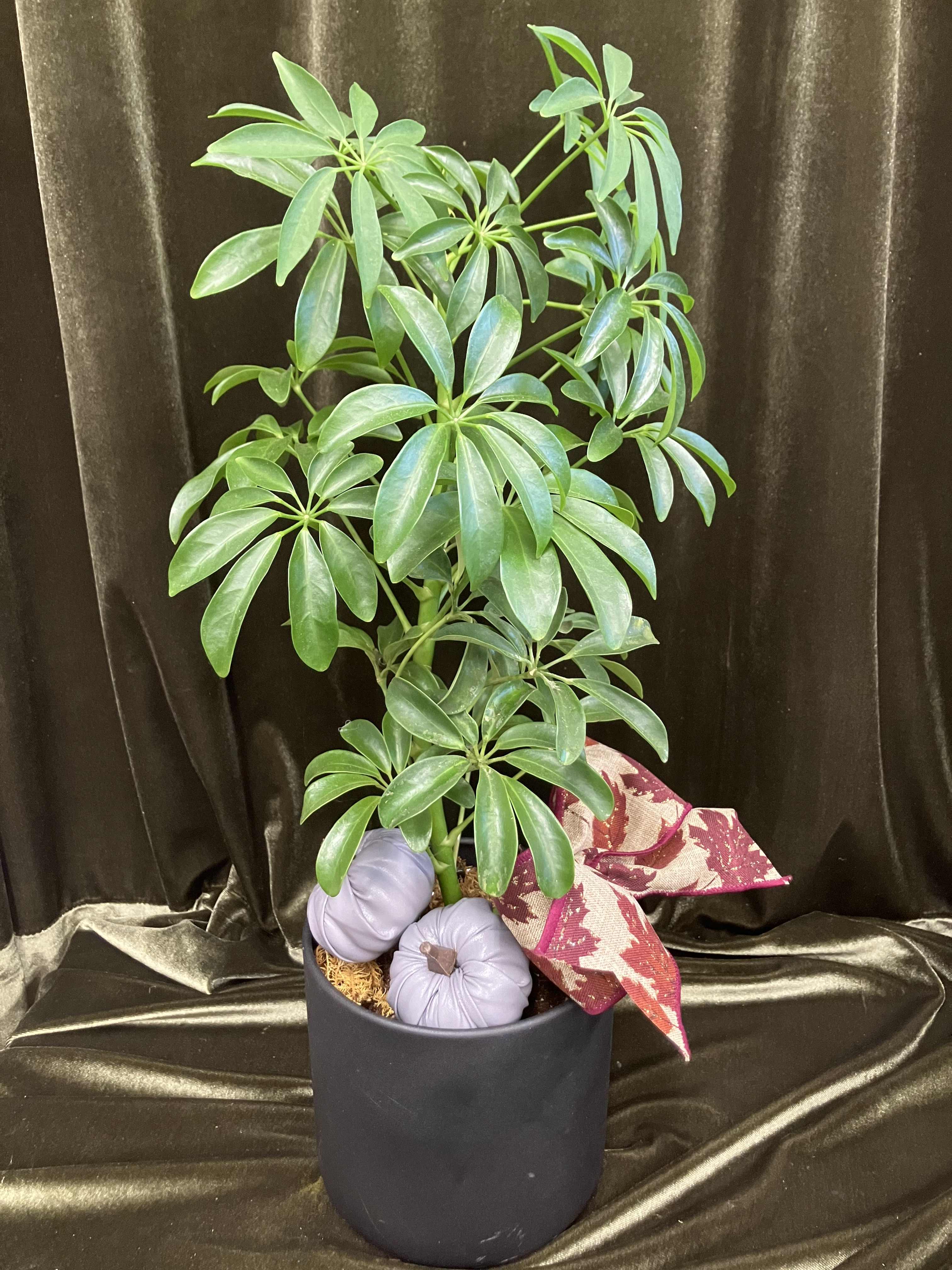 Potted green houseplant with glossy leaves in a black container