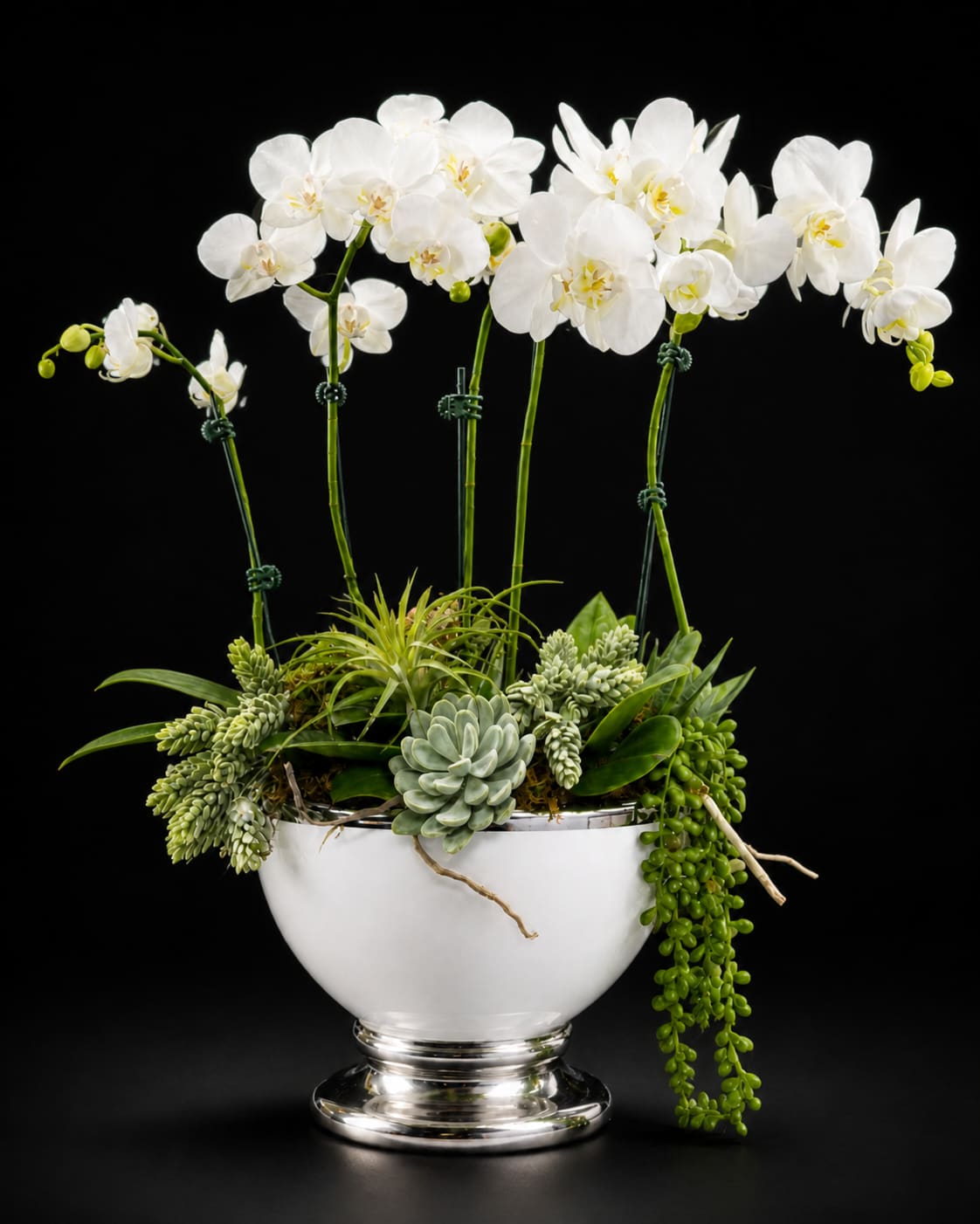 Luxury Orchid Garden - Tall white Phalaenopsis orchids rise like a quiet statement above a lush, sculptural nest of mixed succulents in this luxury orchid garden - a refined flower arrangement perfect for Mother's Day, an anniversary, or to mark a housewarming. The airy spray of pristine white blooms and pale purple-throated centers creates an immediate impression of calm elegance, so the person you're gifting this to will feel genuinely seen and cared for whether you're saying thank you, offering sympathy on Memorial Day, or simply sending a thoughtful "just because" surprise.  Designed for everyday display and long-lasting presence, this living arrangement offers the low-maintenance appeal of succulents paired with the enduring bloom of orchids - a tasteful choice for someone who appreciates modern styling and quiet luxury. Ordering includes simple care guidance to keep blooms and foliage healthy; select a bright, indirect light spot and occasional watering for the succulents to maintain that polished look.