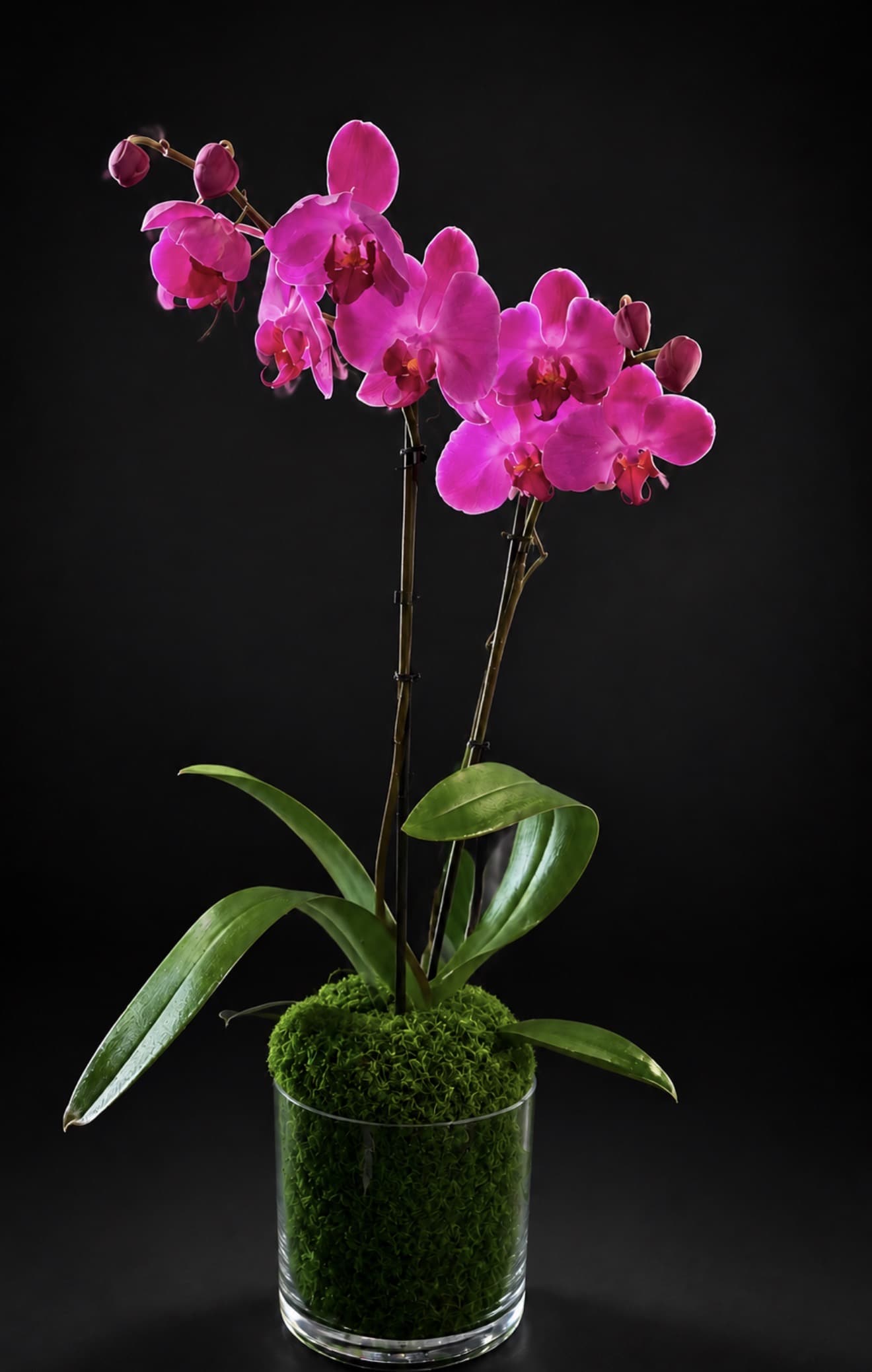 Pink orchid stems in a clear glass vase with moss