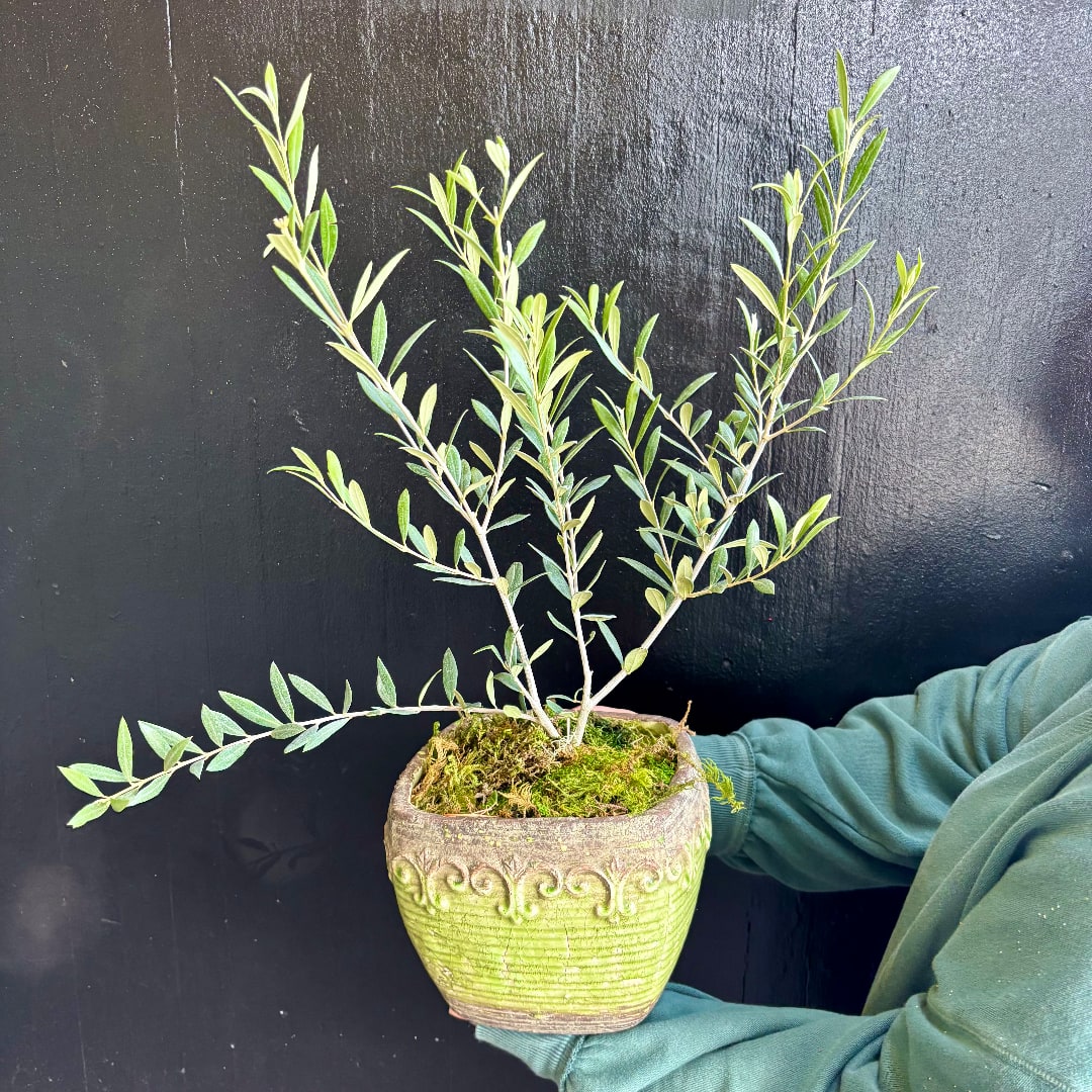 Potted olive-like plant in a decorative ceramic pot