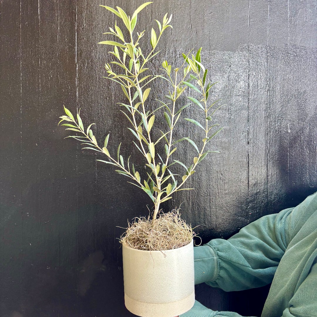 Small potted plant with slender green branches in a white container