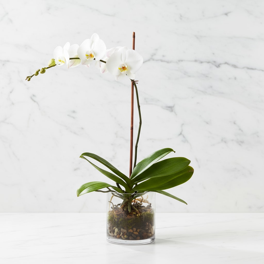 White Orchid Planter - Rare. Exquisite. Beautiful. This exotic and graceful Phalaenopsis Orchid is presented in a simple glass cylinder planter garnished with river rocks. It's perfect for adding a touch of natural elegance to any space, and it makes an excellent gift for any occasion.