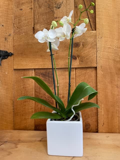 White orchid plant in a square white pot