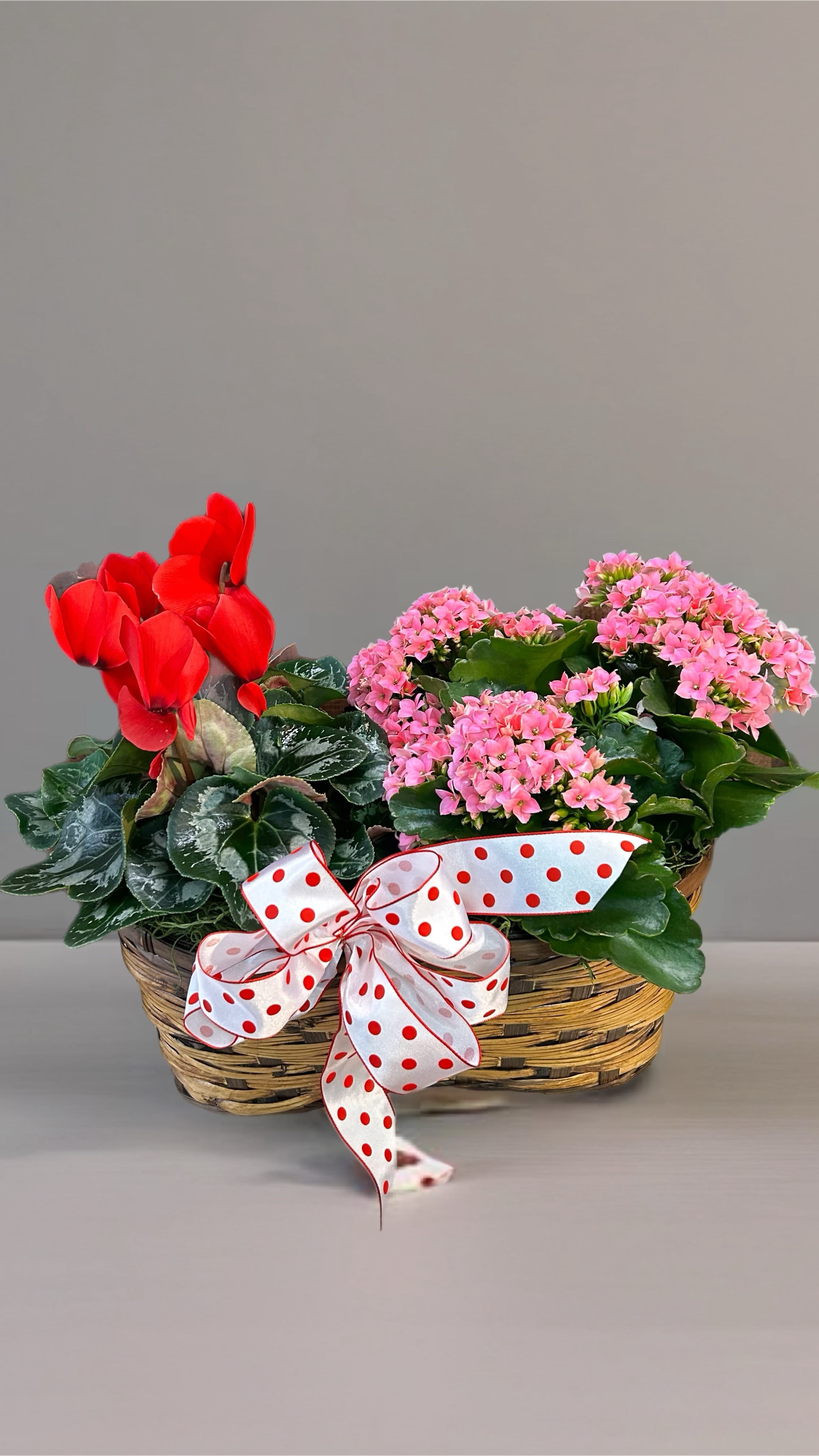 Basket of red cyclamen and pink kalanchoe with a polka-dot ribbon