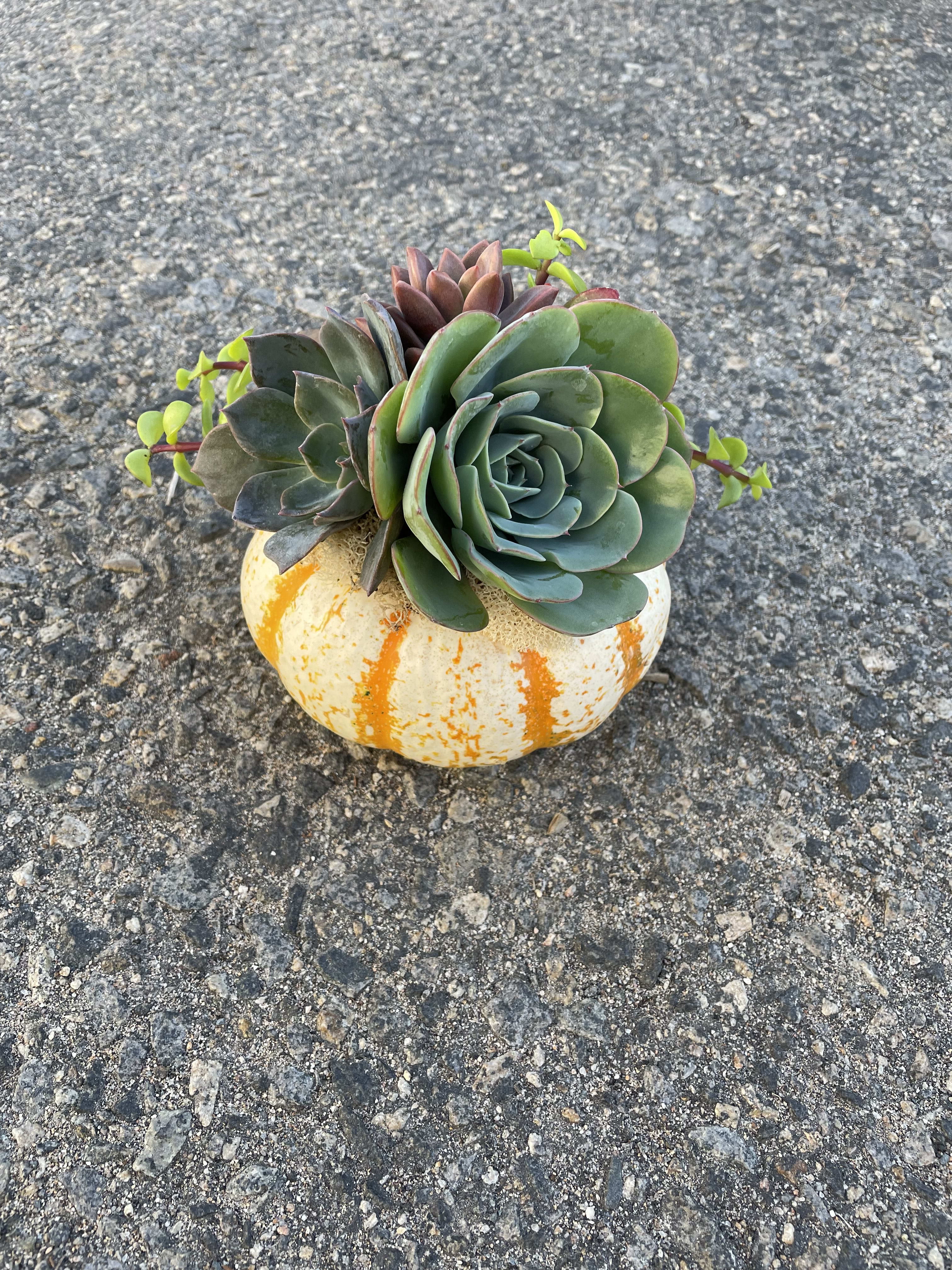 Petite Pumpkin  - A small succulent garden living on top of a 5” pumpkin.