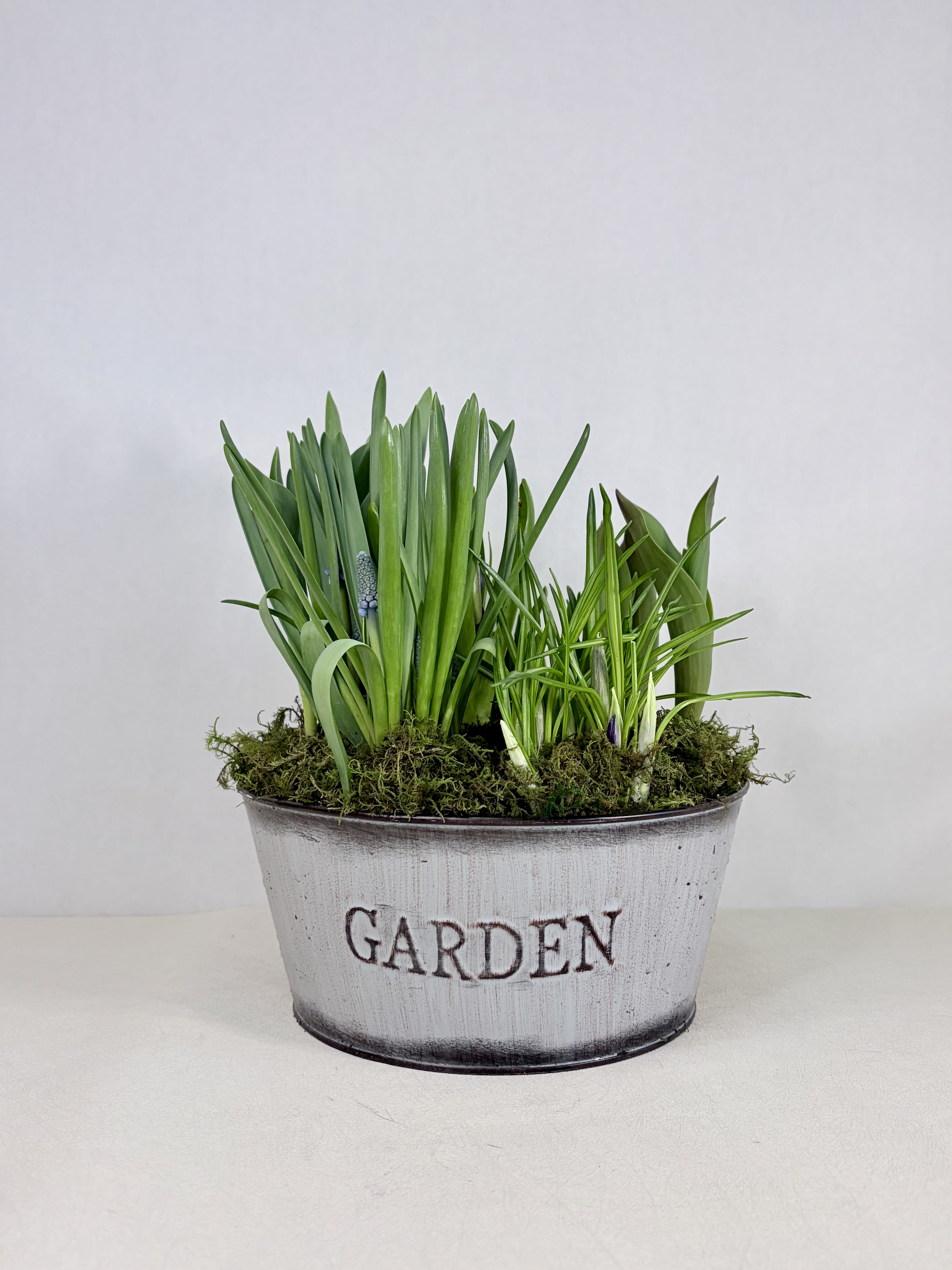 Seasonal Bulb Garden - A seasonal bulb garden celebrating spring. Available for a limited time. Each bulb garden is uniquely planted and may have varying bloom schedules.