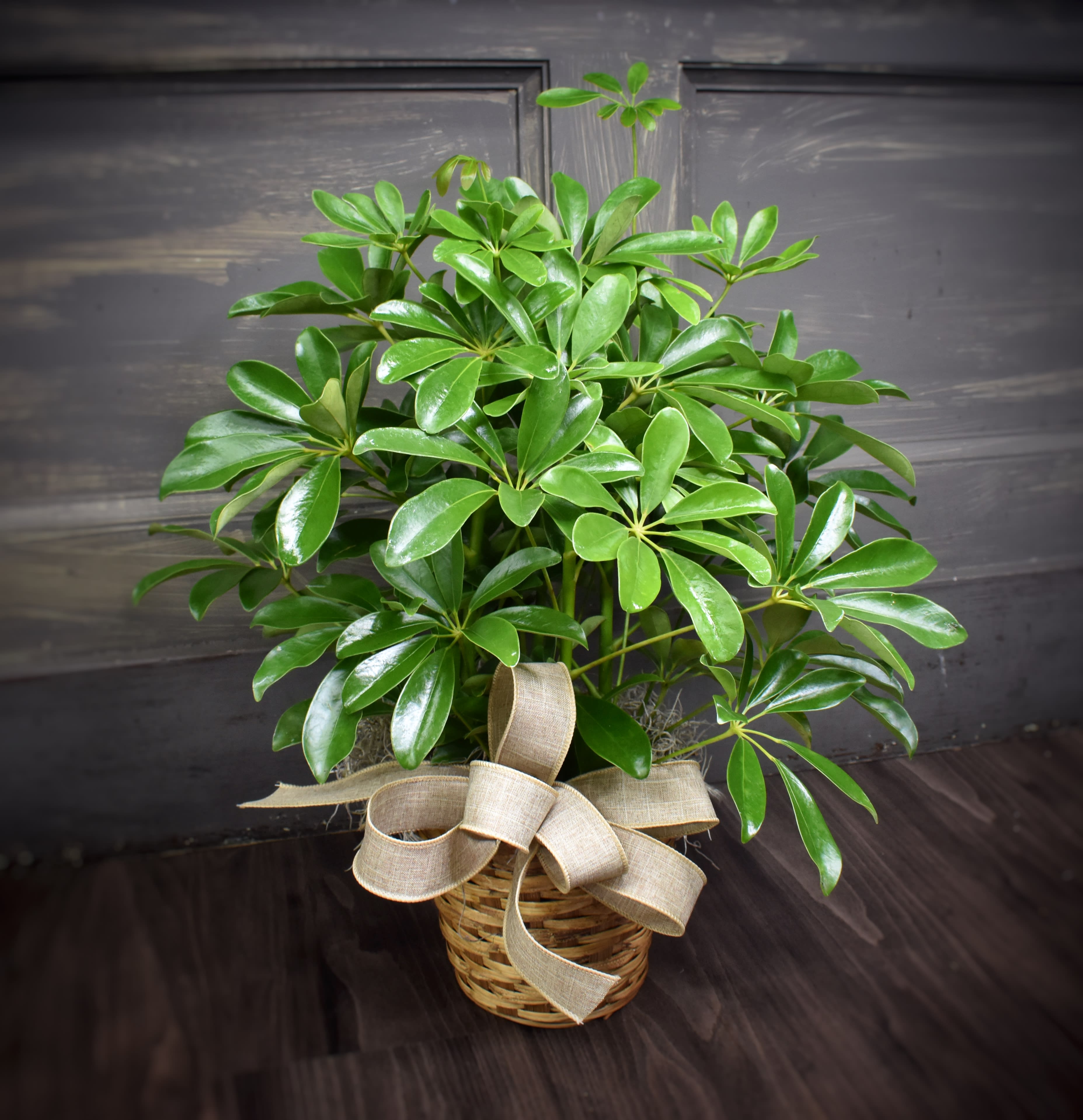Potted green houseplant in a wicker basket with a burlap bow