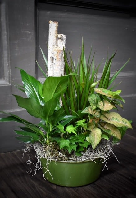 Potted arrangement of assorted green houseplants in a round green container
