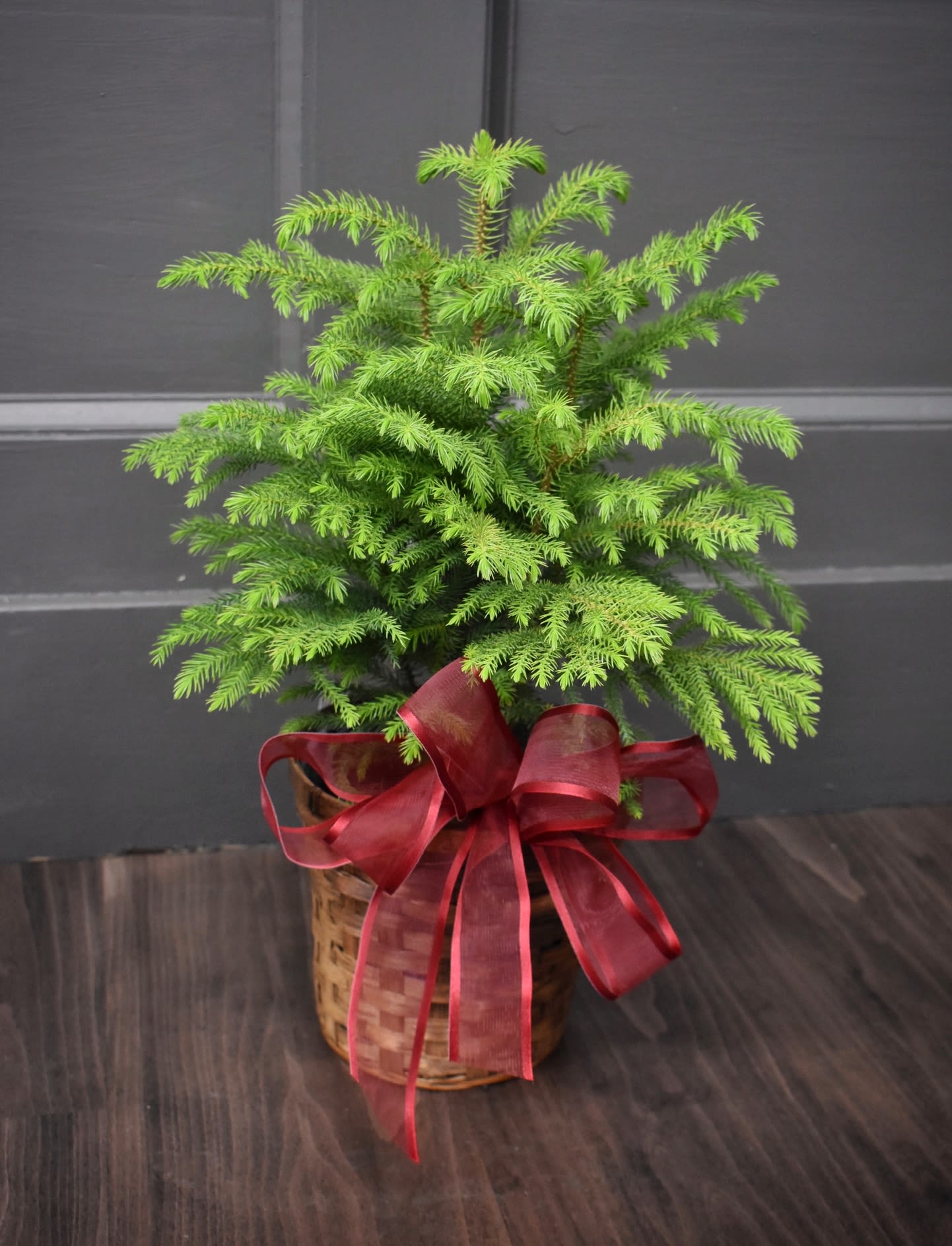 Potted evergreen plant in a wicker basket with a red ribbon