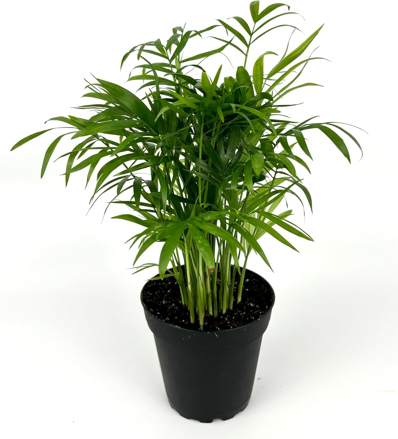 Potted green palm plant in a black nursery pot