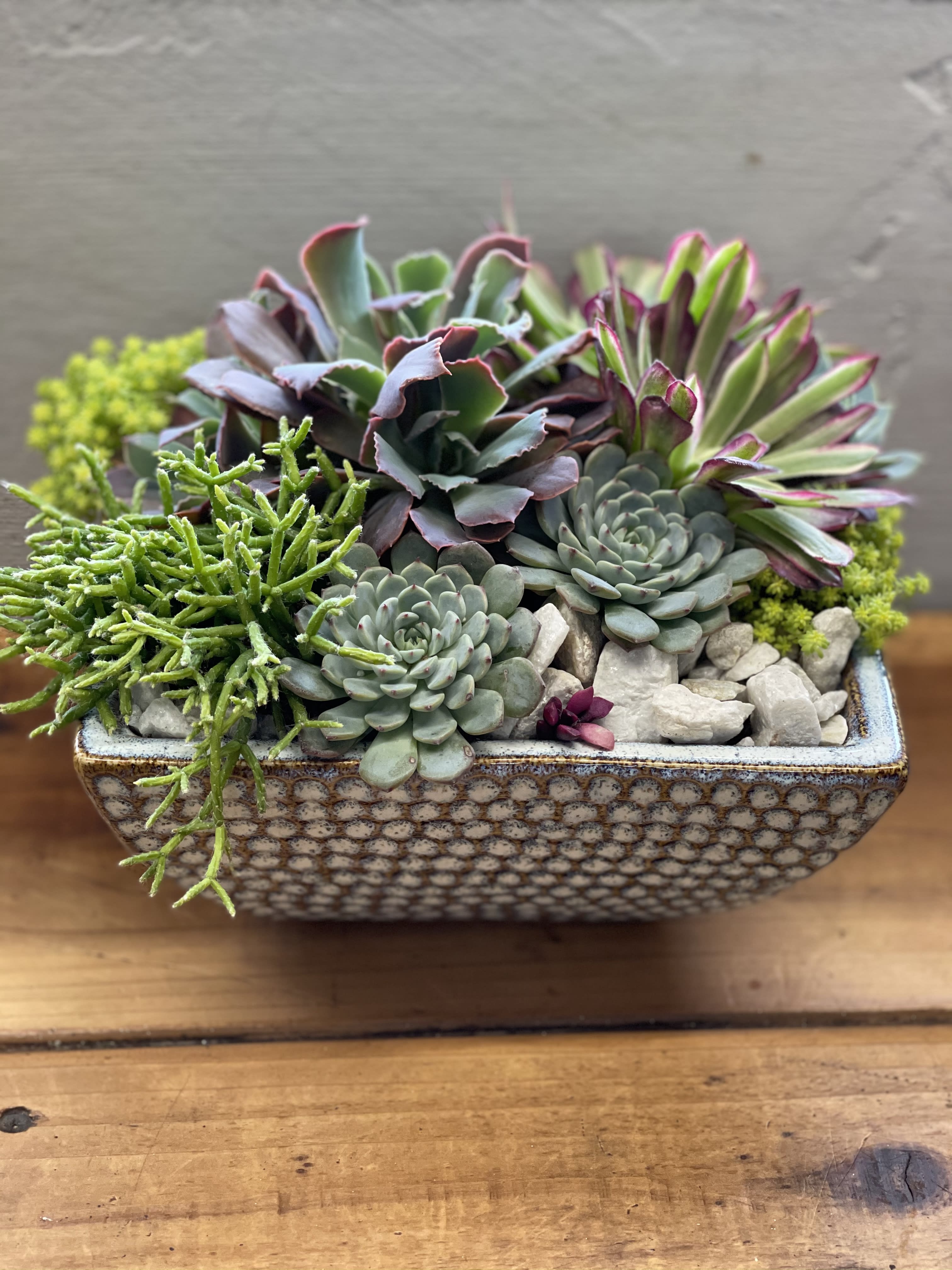 Succulent arrangement in a patterned rectangular ceramic planter