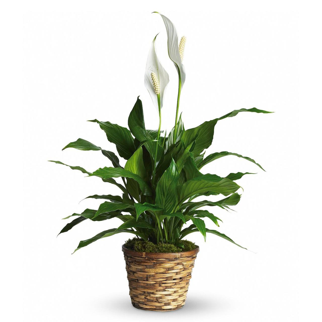 Spathiphyllum - A tall reaching spathiphyllum plant, also known as a peace lily, set in a modern planter. Peace Lily's are easy to grow and are known for their air toxin removing properties. Send the gift of greenery!   Delivery minimum is $50.00 Our DELIVERY SERVICE IS TILL 3 PM We cannot guarantee requests for a specific time of delivery. There might be flower substitutions, due to low supply of certain flowers. However, we do our best to provide you with the same look and feel of the arrangement. Our main goal is to always give our customers quality flowers and service. To make sure that you get the exact same flowers, ordering a few days ahead of desired delivery date is key.