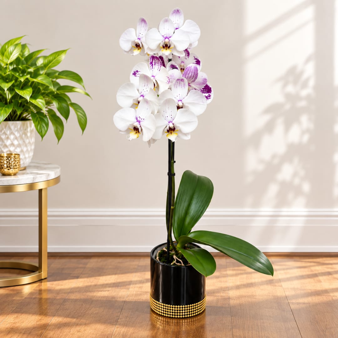 White orchid plant in a black pot with gold trim