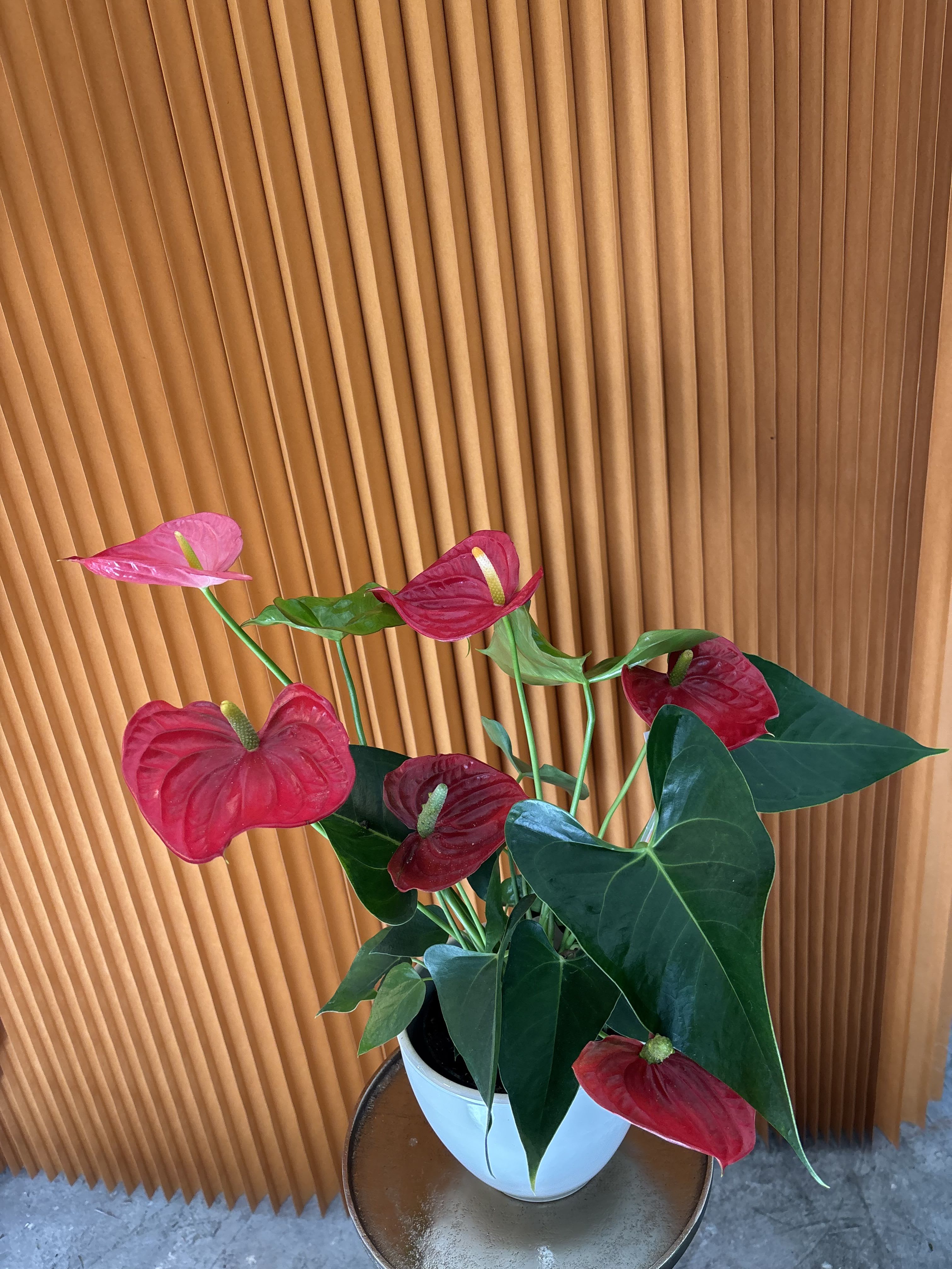 Potted anthurium plant with red blooms in a white pot