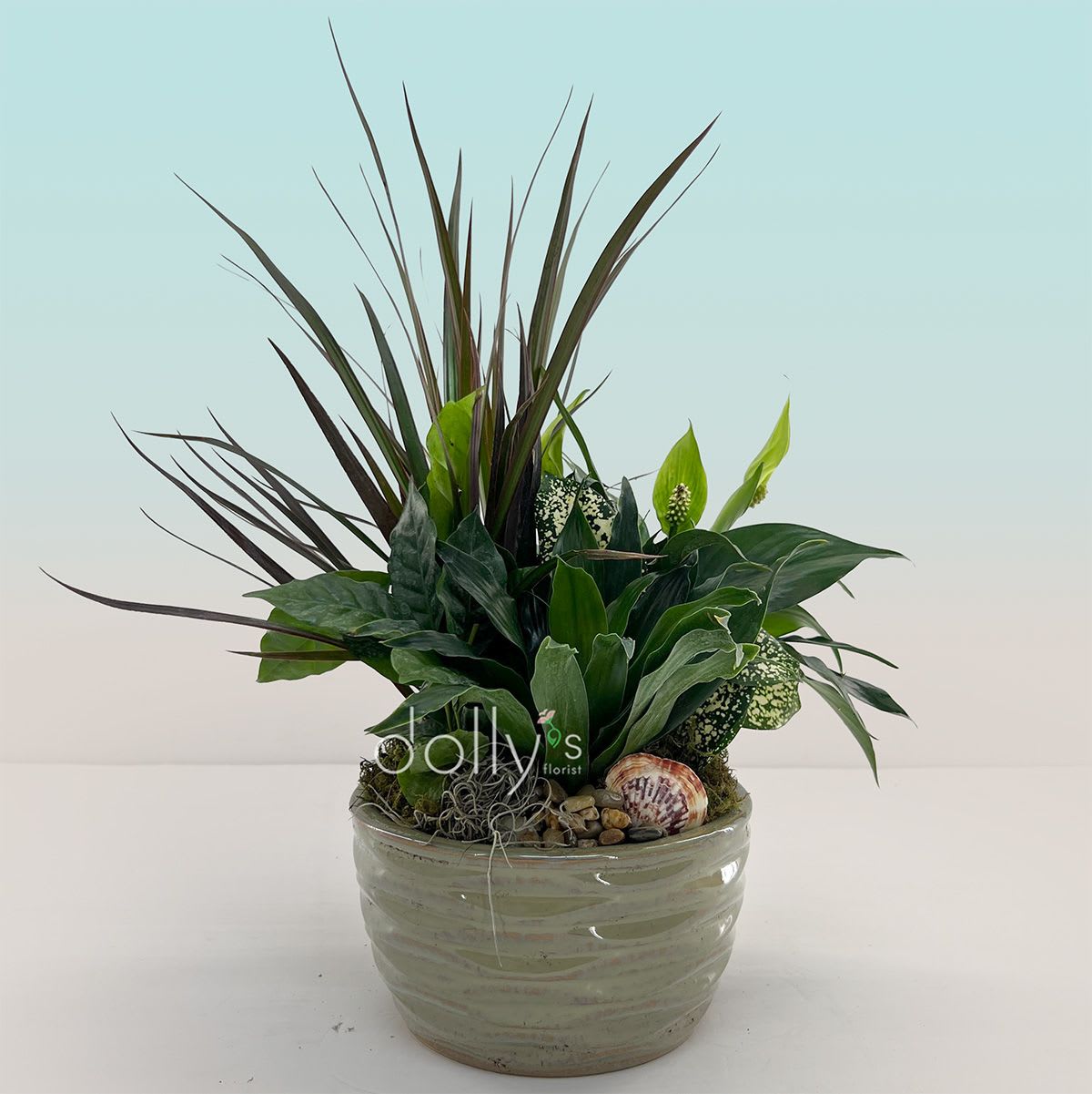 Dish Garden (8") - A compact, modern indoor planting that brings calm through texture and tone - the Loving Light dishgarden is a low, layered display of tropical-style foliage perfect as a sympathy arrangement or a sincere thank-you gift. Tall, narrow burgundy-green spikes rise above broad glossy leaves while speckled white-and-green accents and small pale green spathes add gentle contrast, so the person you're thinking of will feel noticed and comforted without being overwhelmed.  Planted in a shallow ceramic bowl planter, this dishgarden is finished with decorative moss, small pebbles, a natural seashell, and a sheer yellow ribbon for a polished, earthy look. The composition reads like a living centerpiece for a bedside table, mantel, or office desk and arrives ready to display. Each piece varies slightly in foliage and texture, and its low-maintenance nature makes it appropriate year-round for sympathy or funeral settings, thoughtful thank-you gestures, or Boss's Day.