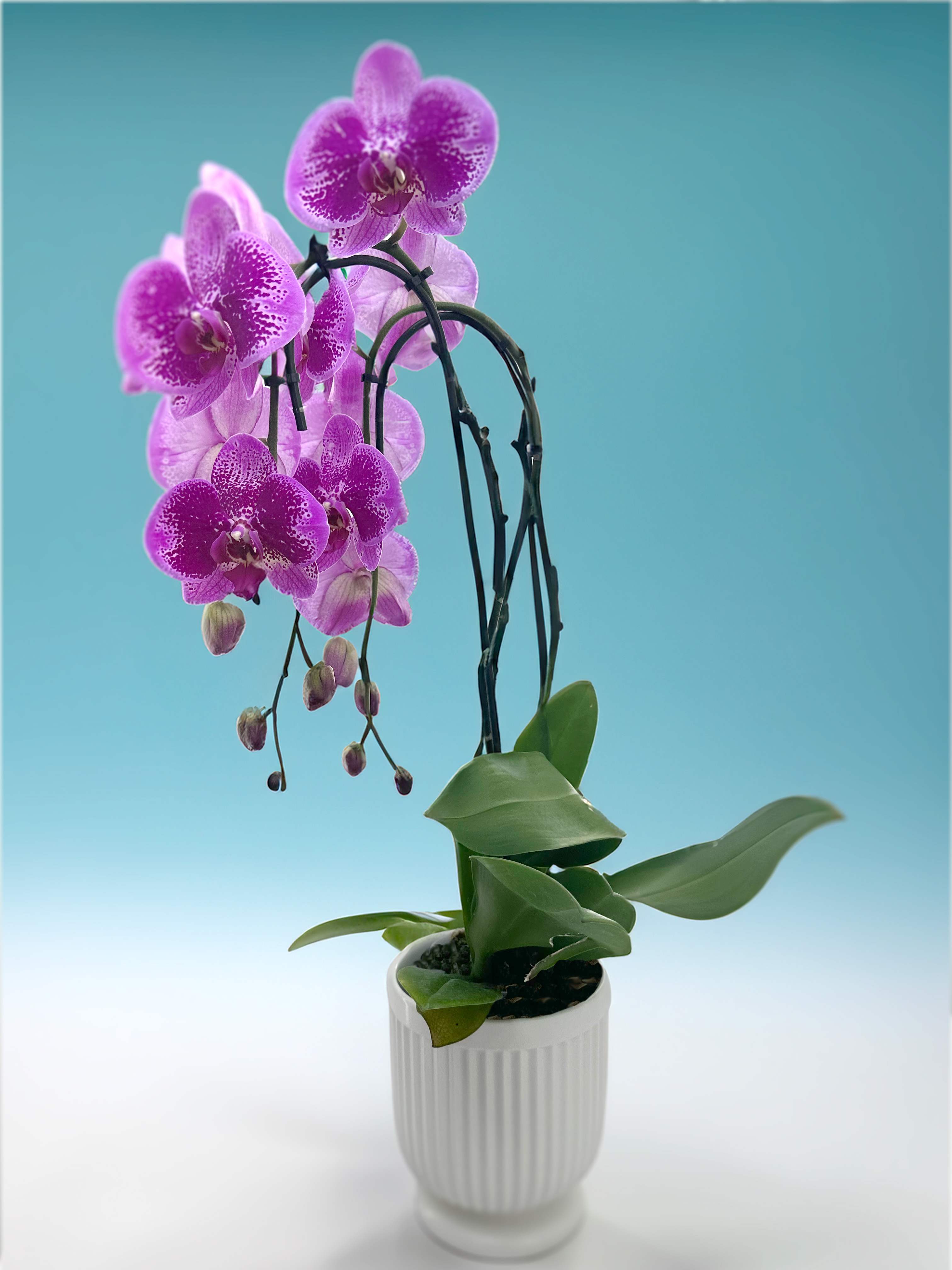 Potted purple orchid with arching blooms in a white ribbed planter