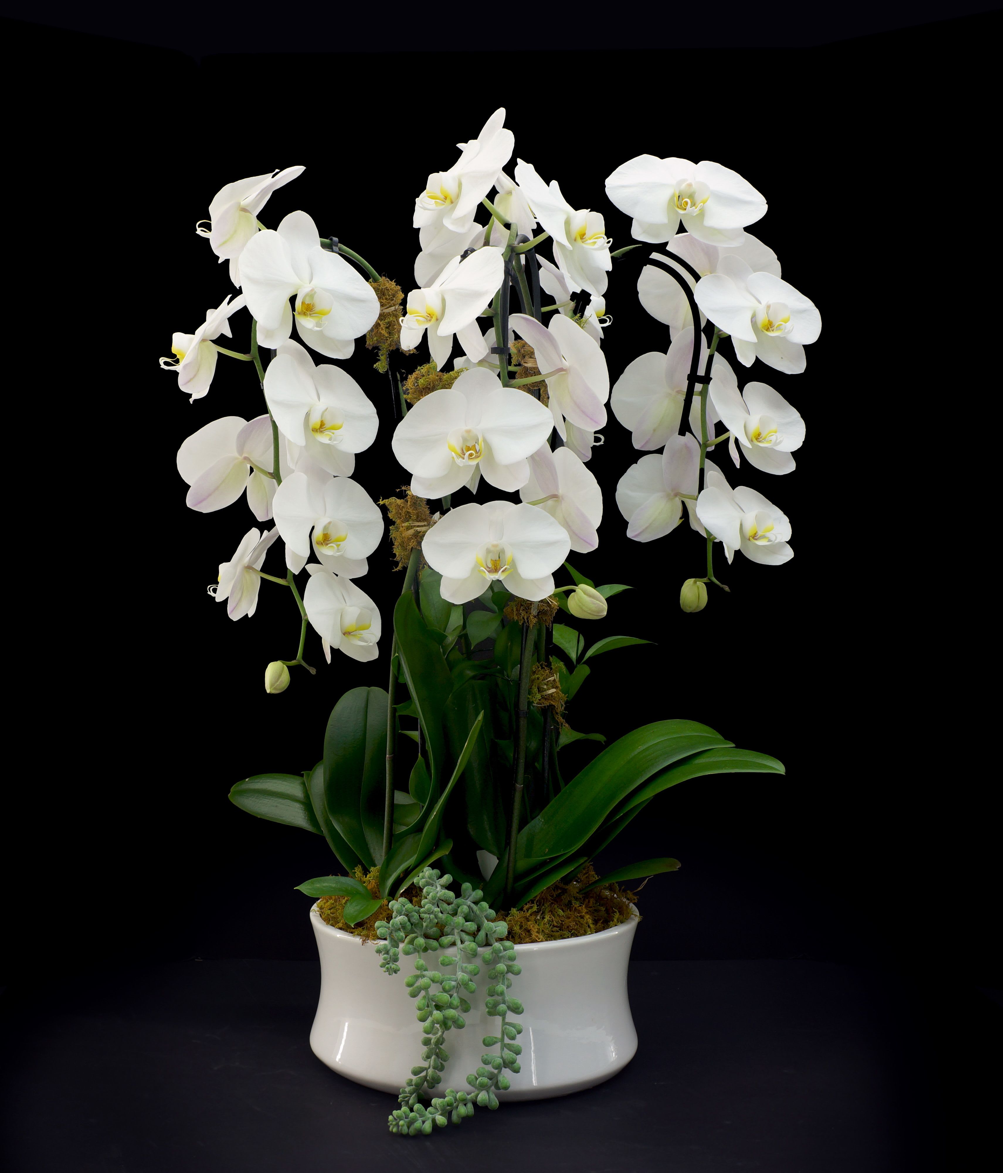 Orchid Plant | Quad | White - 4 orchid plants.  Transform any living space into a tranquil sanctuary with the timeless beauty of an Orchid plant. Renowned for its sculptural stems and exquisite, long-lasting blossoms, this stunning plant is a classic symbol of harmony, luxury, and new beginnings—making it an exceptional choice for a housewarming gift or a sophisticated addition to a fresh space.  Beyond its striking aesthetic, the orchid brings a sense of calm mindfulness to a room. It acts as a gentle contributor to a healthier home environment, quietly enhancing the room's energy and promoting a restful atmosphere. Perfect for a bright windowsill, a minimalist office, or a living room centerpiece, it effortlessly elevates interior decor while fostering a peaceful vibe.  Why It’s the Perfect Choice: The Perfect New Beginnings Gift: A sophisticated, thoughtful gesture to welcome someone to a new home or celebrate a fresh chapter in life.  Long-Lasting, Elegant Blooms: Unlike traditional cut flowers, an orchid plant's blossoms can last for months, offering enduring beauty and a continuous sense of calm.  Low-Maintenance Luxury: Thrives beautifully in bright, indirect light and requires minimal watering, making it a delightfully easy way to bring upscale nature indoors.