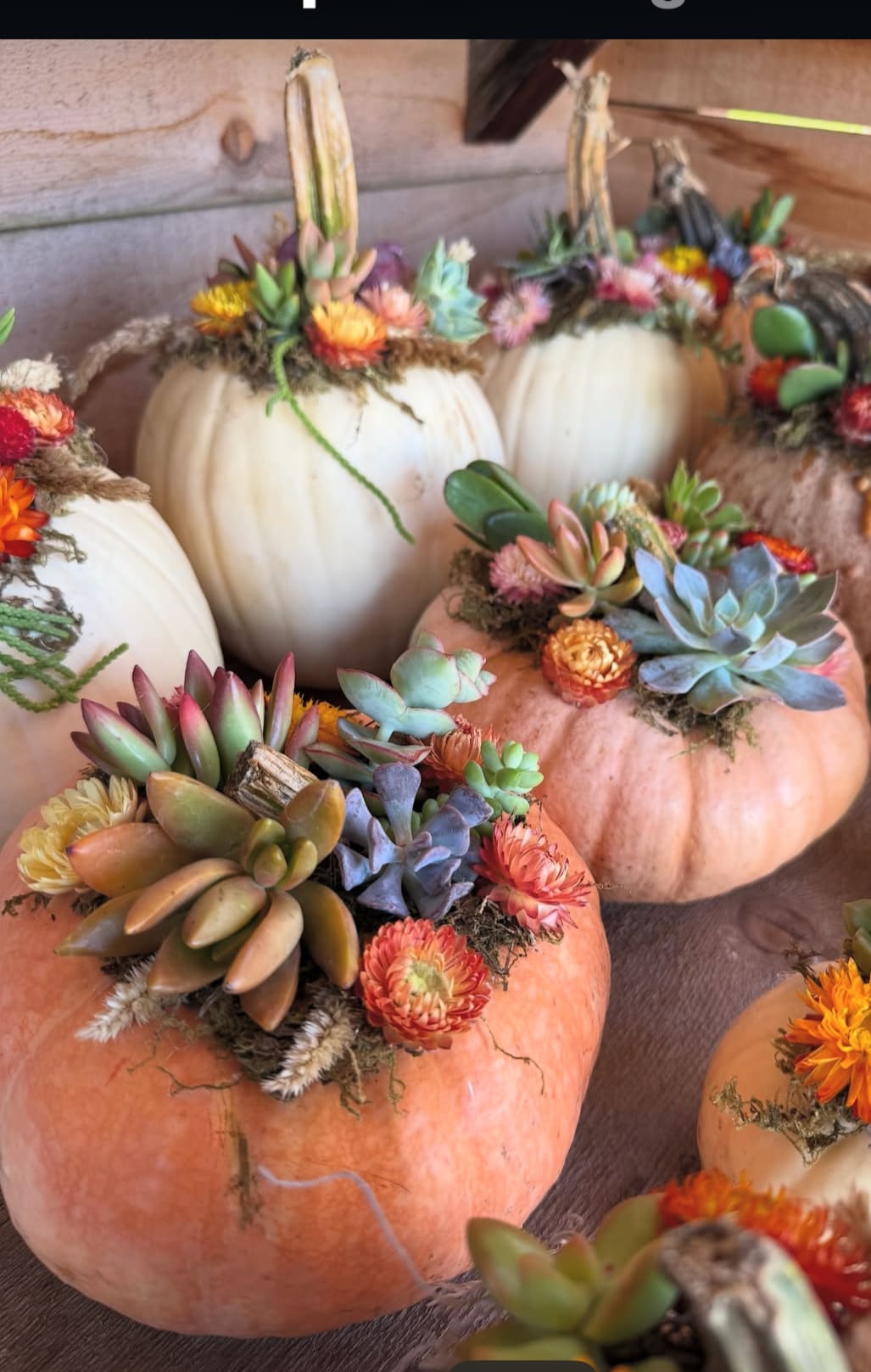 Decorative pumpkins topped with succulents and small flowers