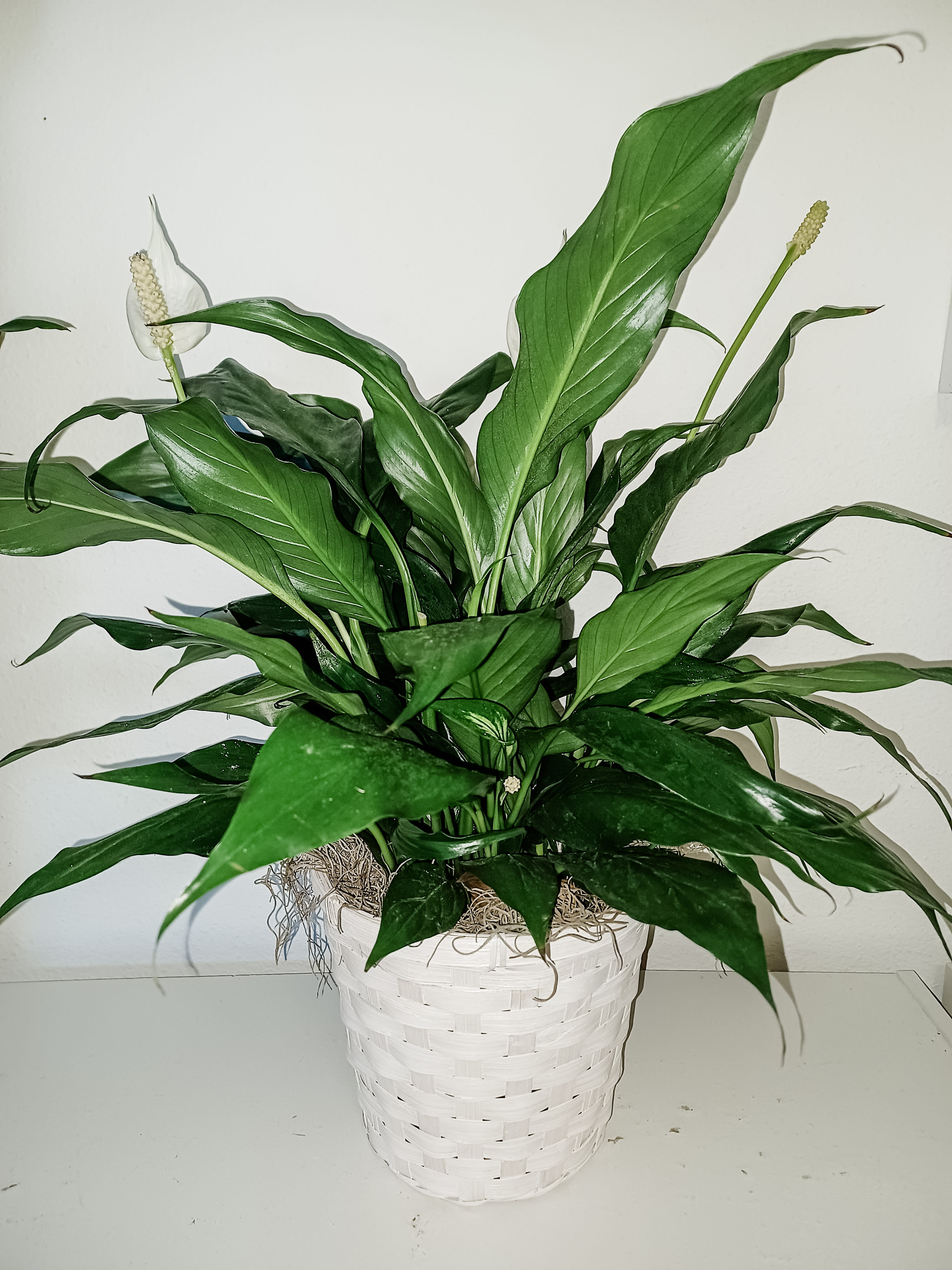 Potted peace lily plant with white blooms in a white woven basket