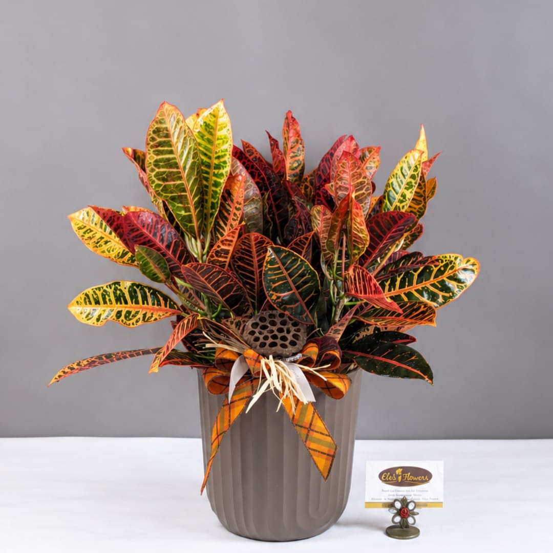 Croton plant arrangement in a gray ribbed pot with a ribbon bow