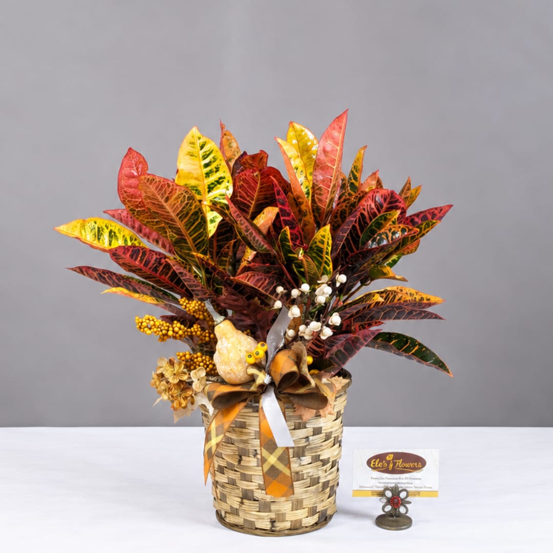Colorful croton plant arrangement in a woven basket with ribbon