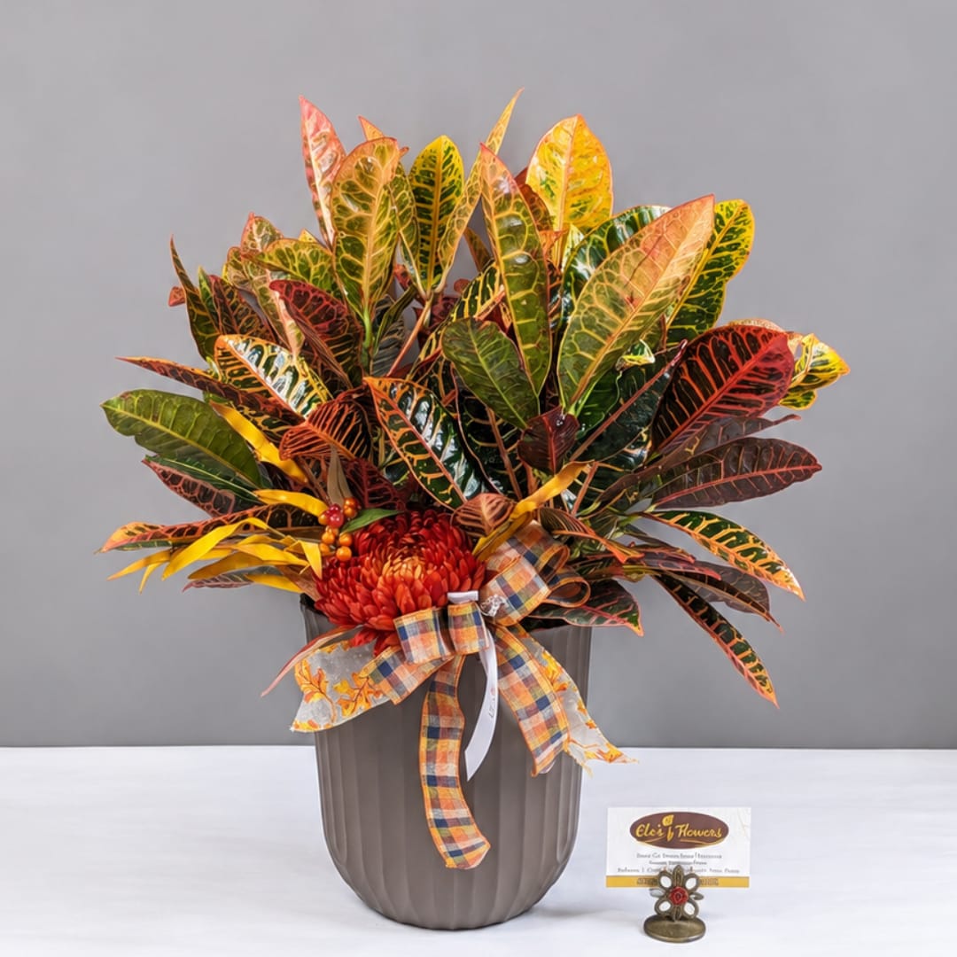 Croton plant in a gray pot with a plaid ribbon bow