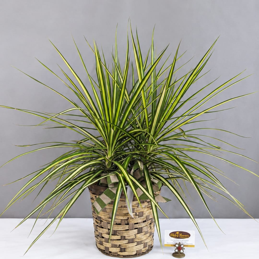 Potted variegated dracaena in a woven basket planter