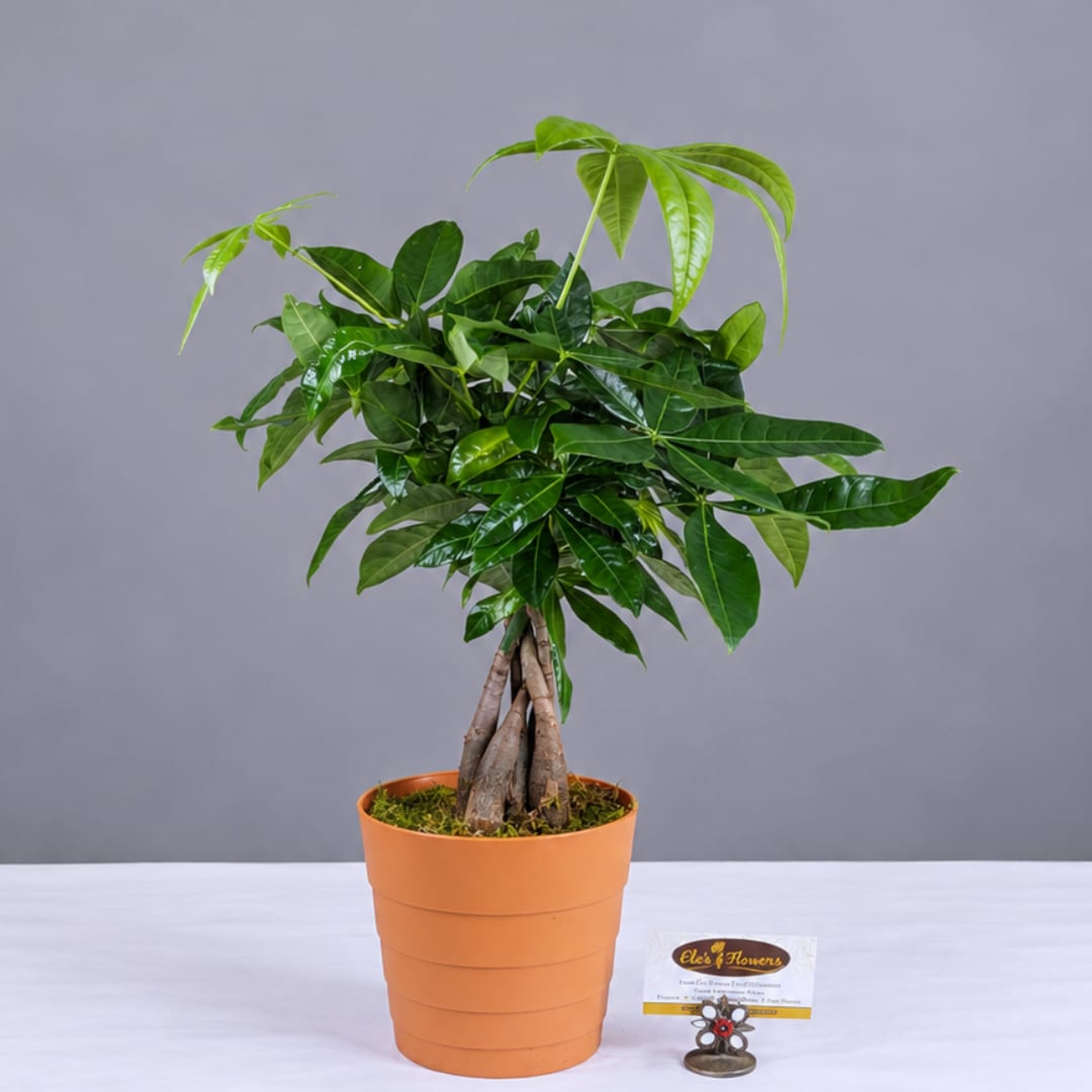 Potted money tree plant in an orange container